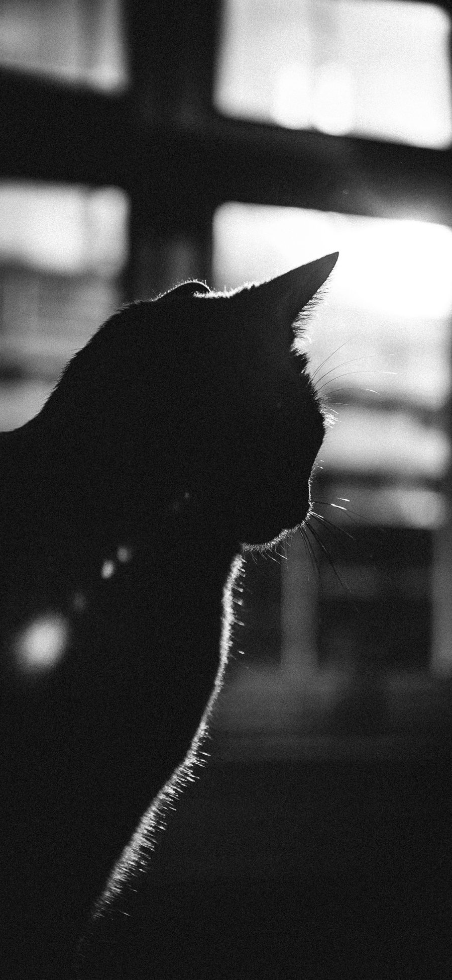 [2436×1125]猫咪 喵星人 侧影 黑白 苹果手机壁纸图片