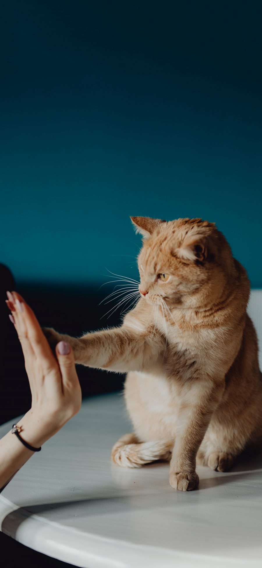 [2436×1125]猫咪 喵星人 击掌 宠物 萌 苹果手机壁纸图片