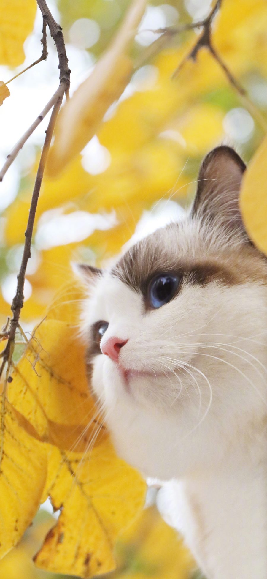 [2436×1125]猫咪 喵星人 可爱 宠物 秋天 季节 枯叶 苹果手机壁纸图片