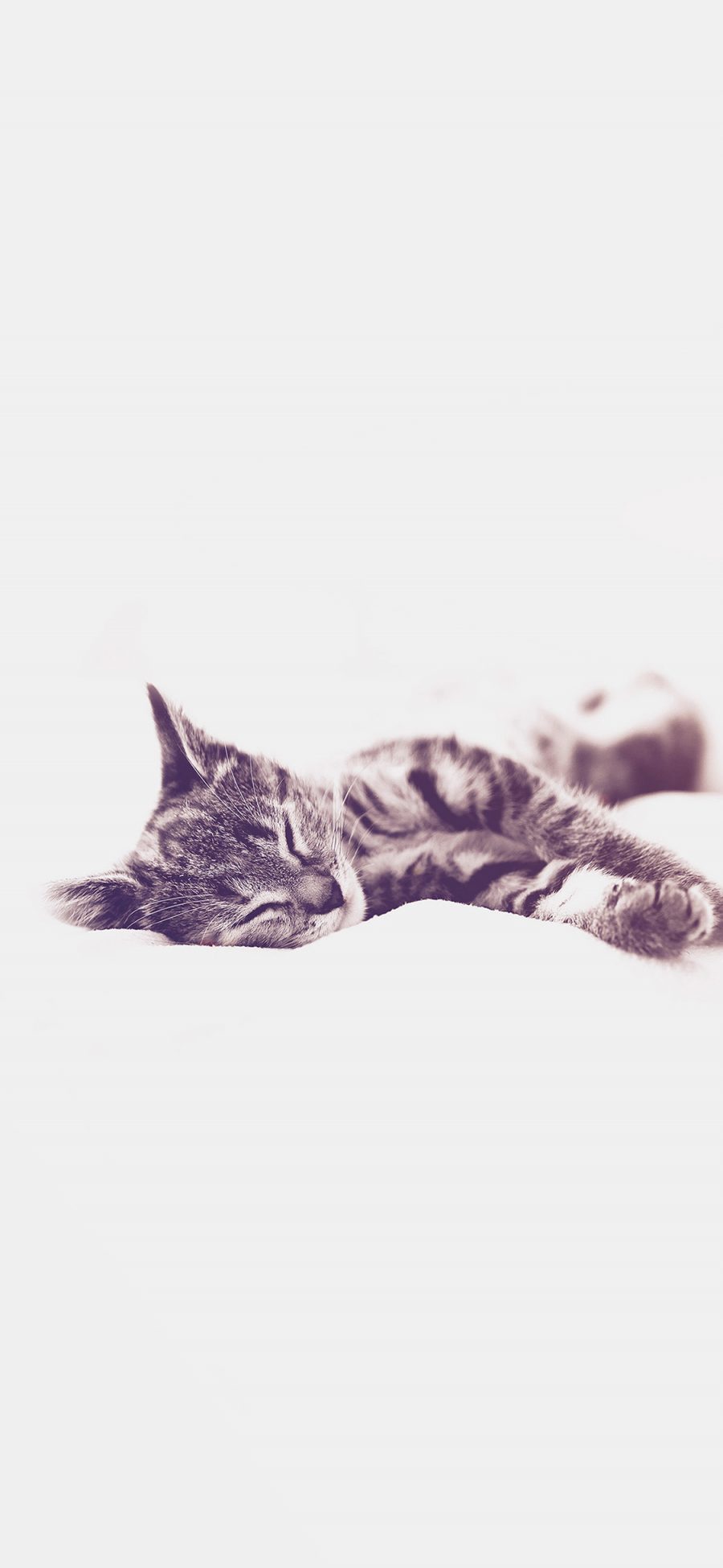 [2436×1125]猫咪 喵星人 可爱 萌宠 睡觉 苹果手机壁纸图片