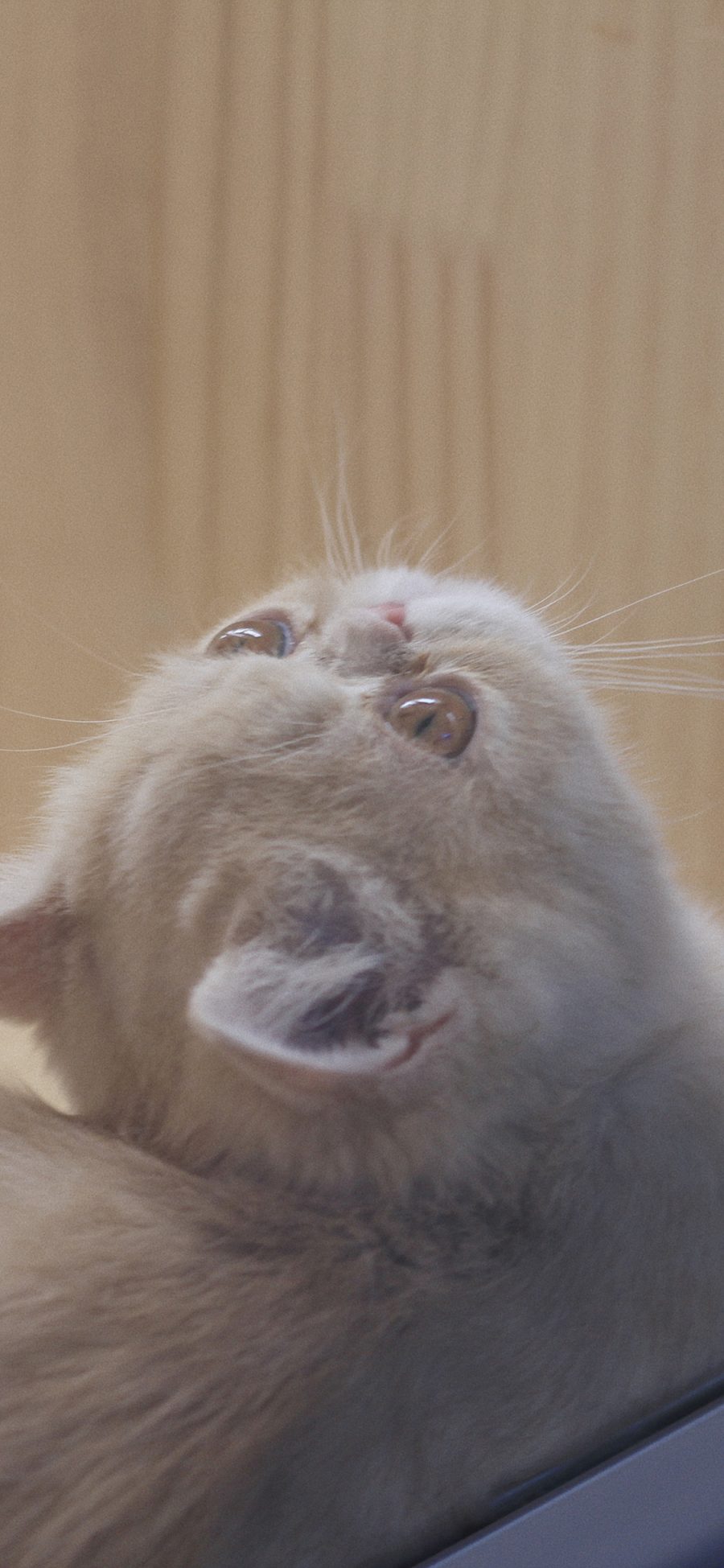 [2436×1125]猫咪 喵星人 宠物 仰头 可爱 苹果手机壁纸图片