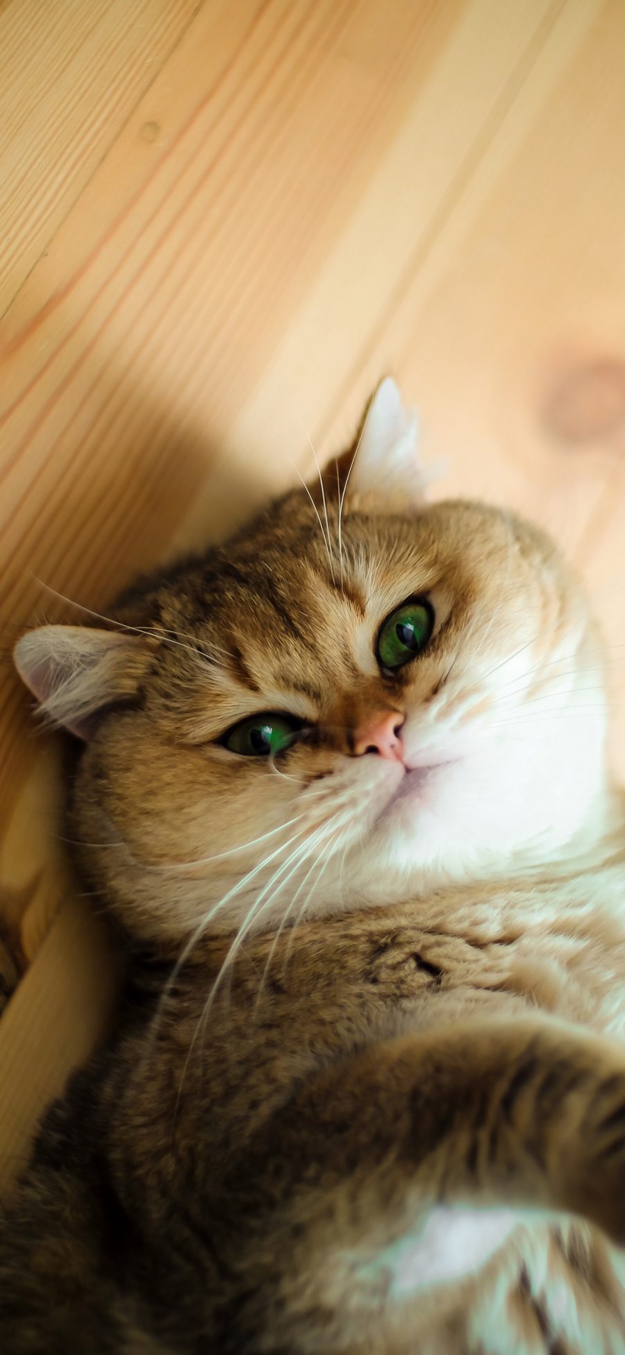 [2436×1125]猫咪 喵星人 宠物 可爱 萌 慵懒 苹果手机壁纸图片
