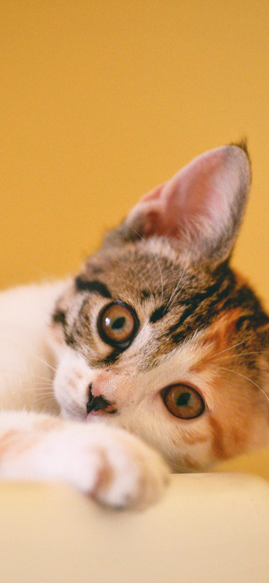 [2436×1125]猫咪 喵星人 宠物 可爱 萌 黄色 苹果手机壁纸图片