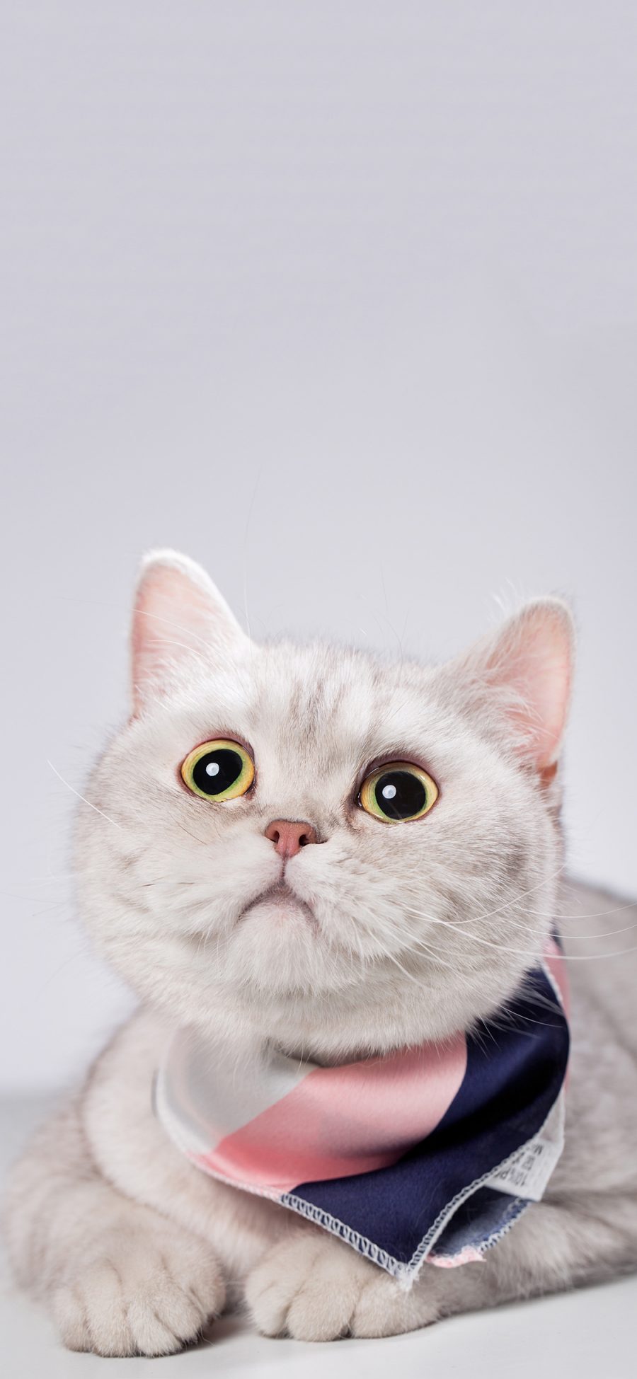 [2436×1125]猫咪 喵星人 宠物 大眼睛 可爱 苹果手机壁纸图片