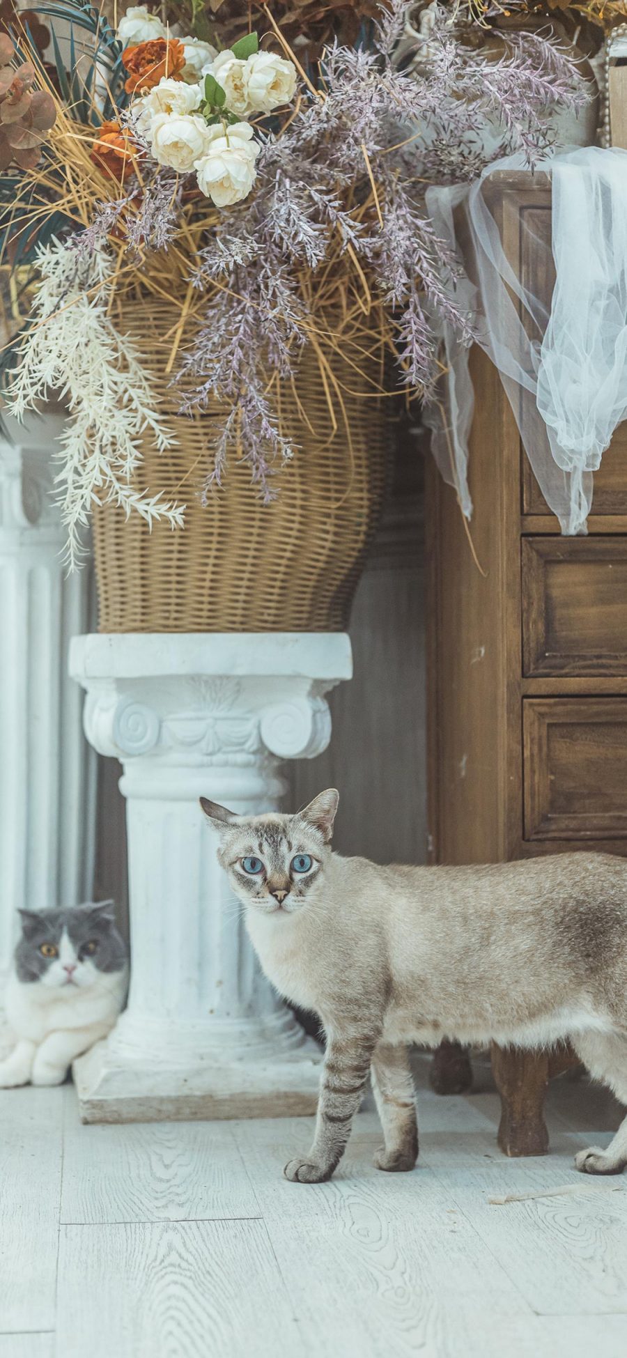 [2436×1125]猫咪 喵星人 宠物 干花 苹果手机壁纸图片