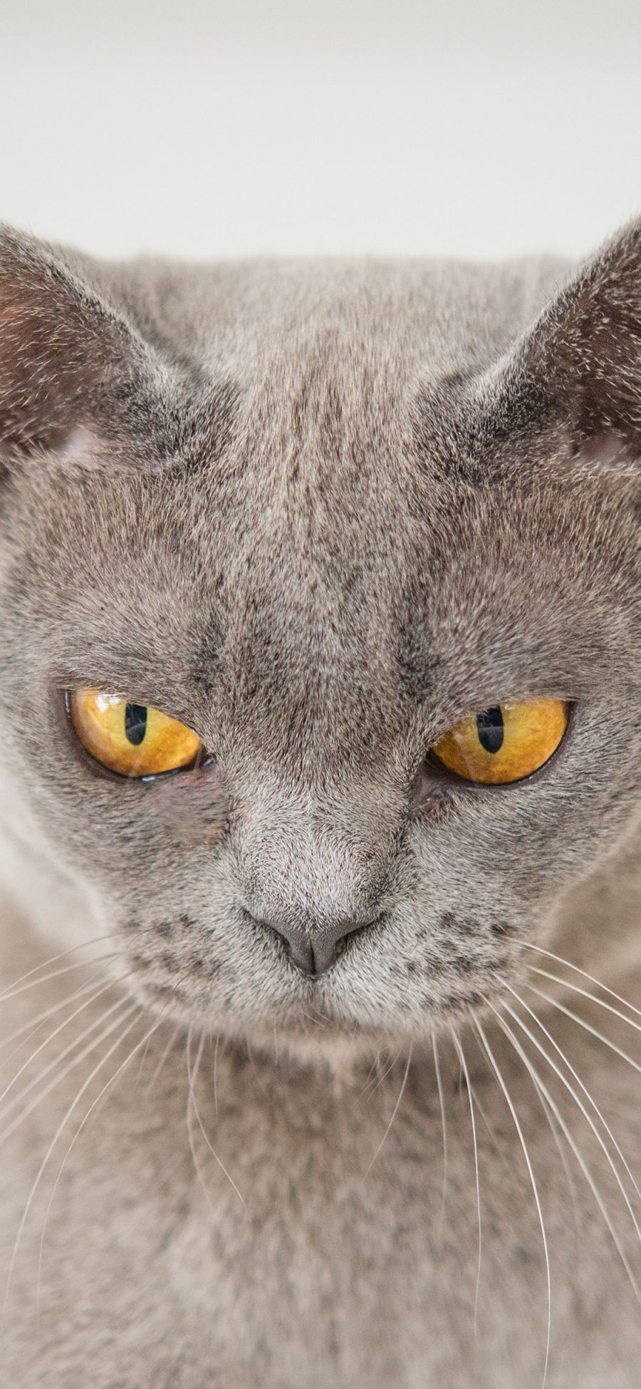 [2436×1125]猫咪 喵星人 宠物 愤怒 苹果手机壁纸图片