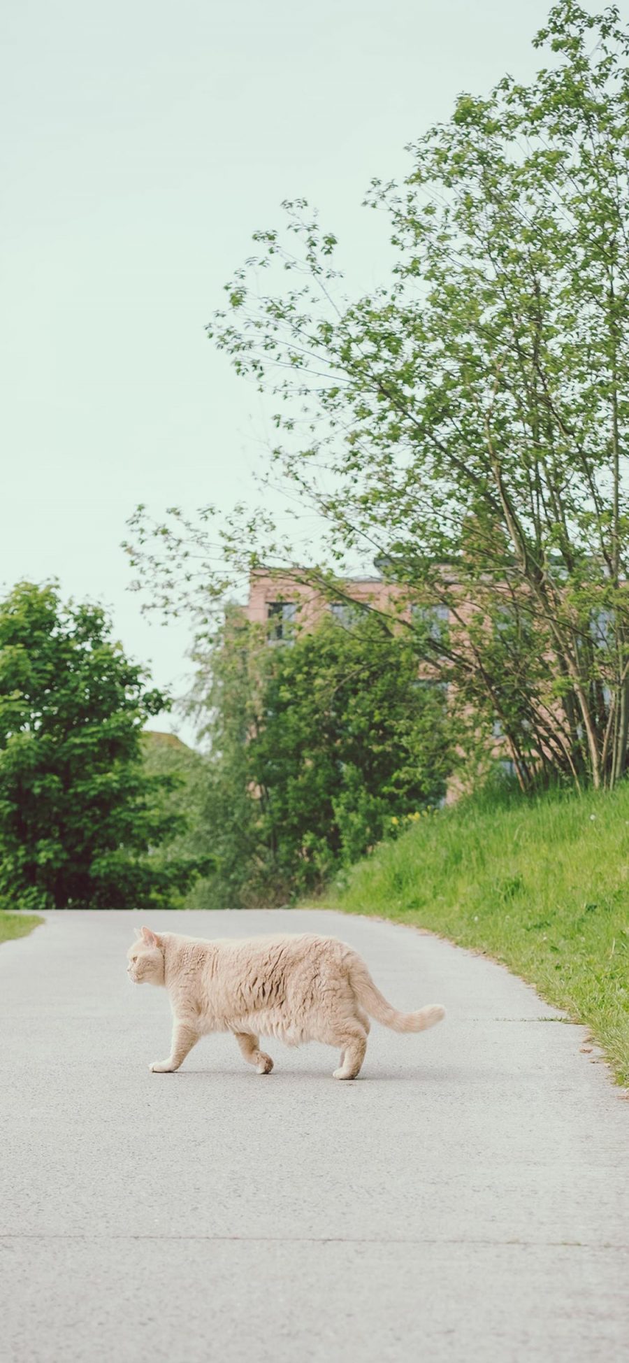 [2436×1125]猫咪 喵星人 宠物 户外 行走 苹果手机壁纸图片