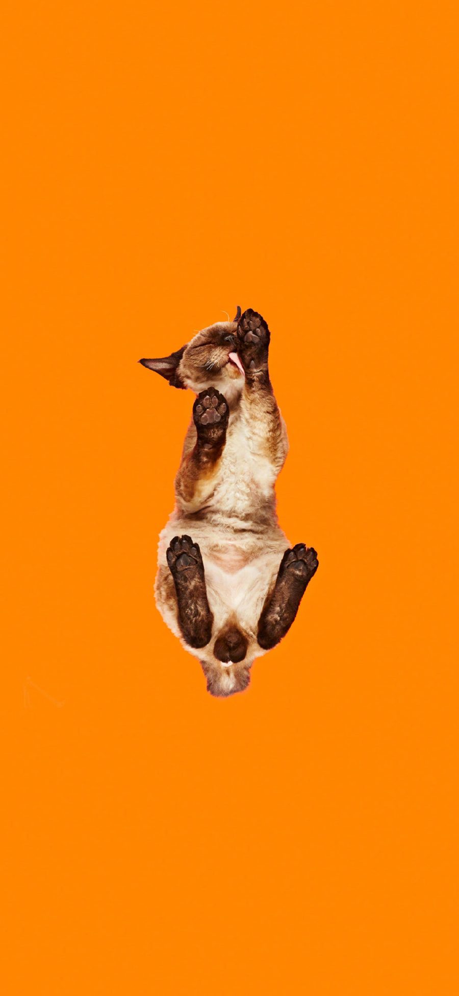 [2436×1125]猫咪 喵星人 宠物 橙色 橘色 仰视 苹果手机壁纸图片