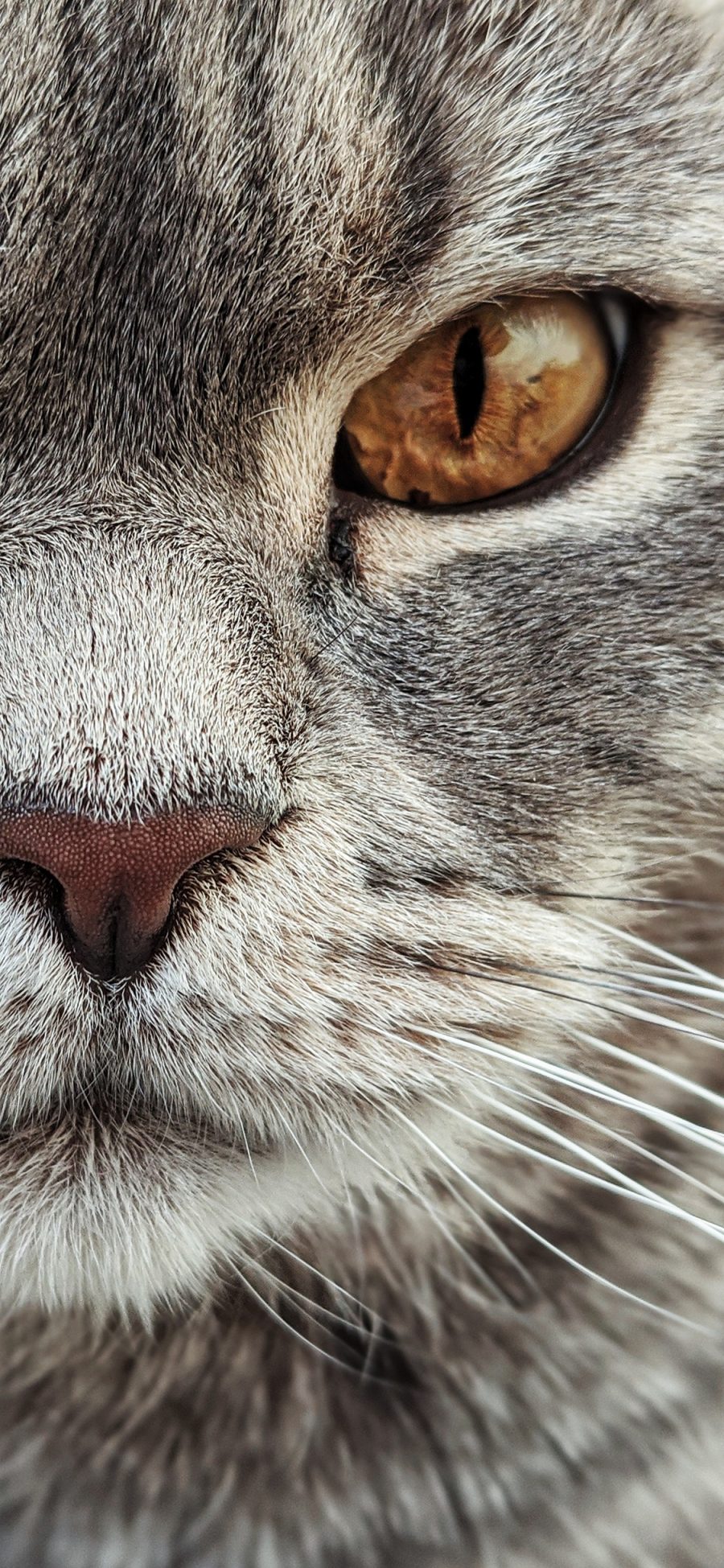 [2436×1125]猫咪 喵星人 宠物 特写 眼神 苹果手机壁纸图片