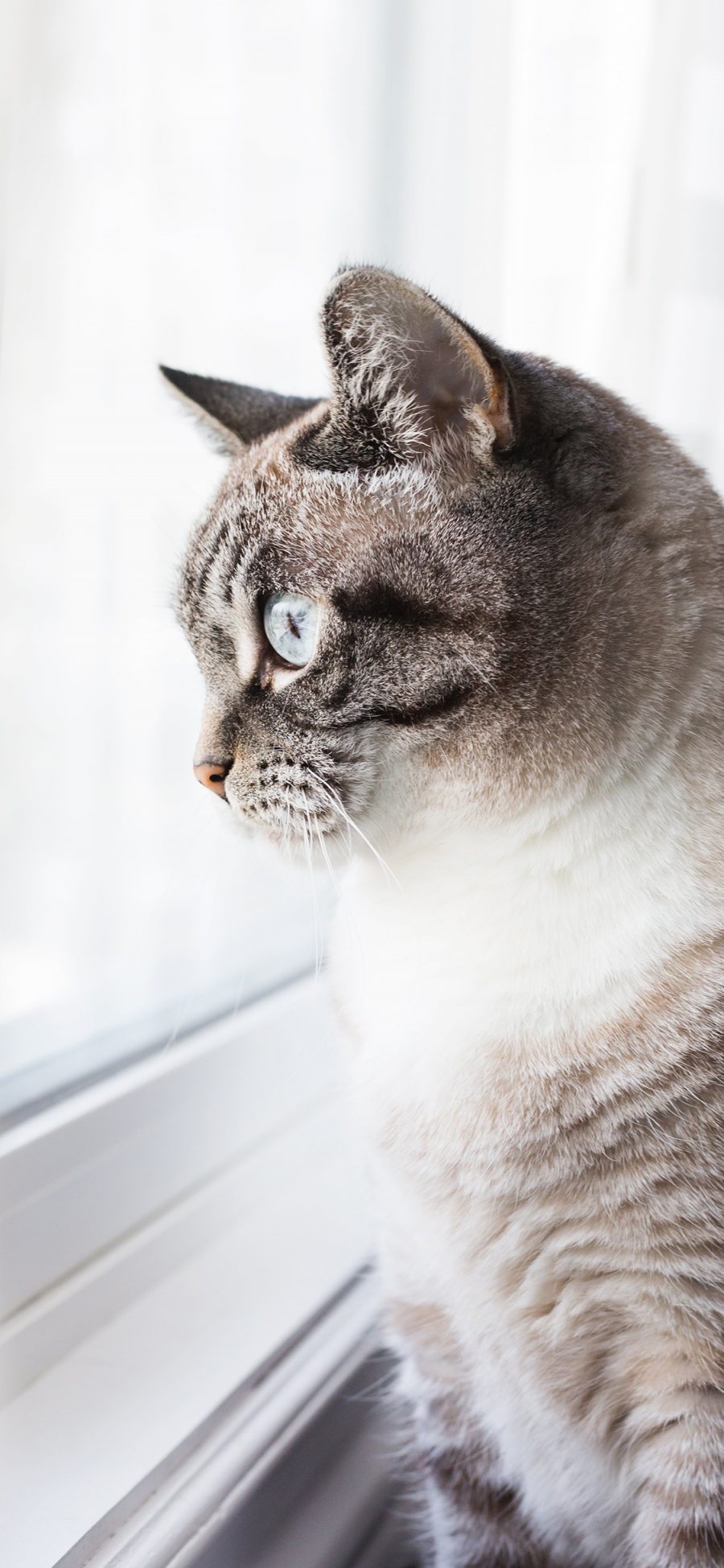 [2436×1125]猫咪 喵星人 宠物 窗边 可爱 萌 苹果手机壁纸图片