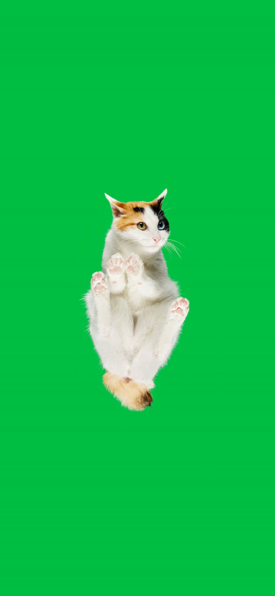 [2436×1125]猫咪 喵星人 宠物 绿色 仰视 苹果手机壁纸图片