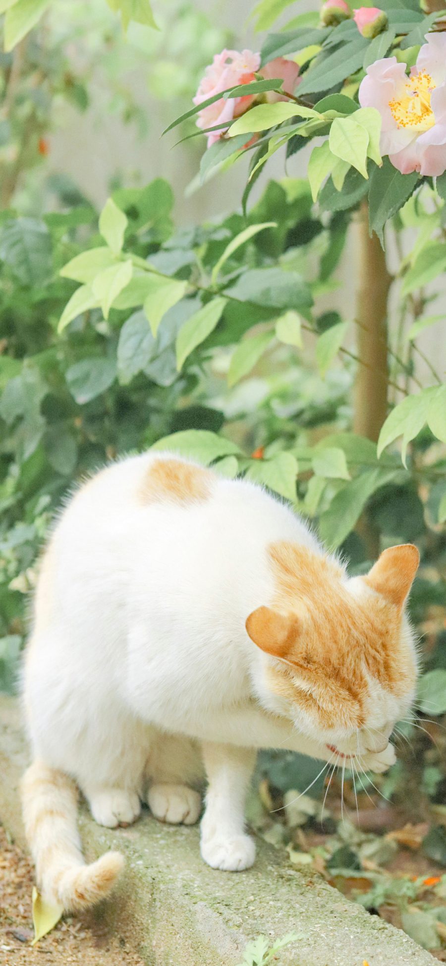 [2436×1125]猫咪 喵星人 宠物 花丛 鲜花 苹果手机壁纸图片