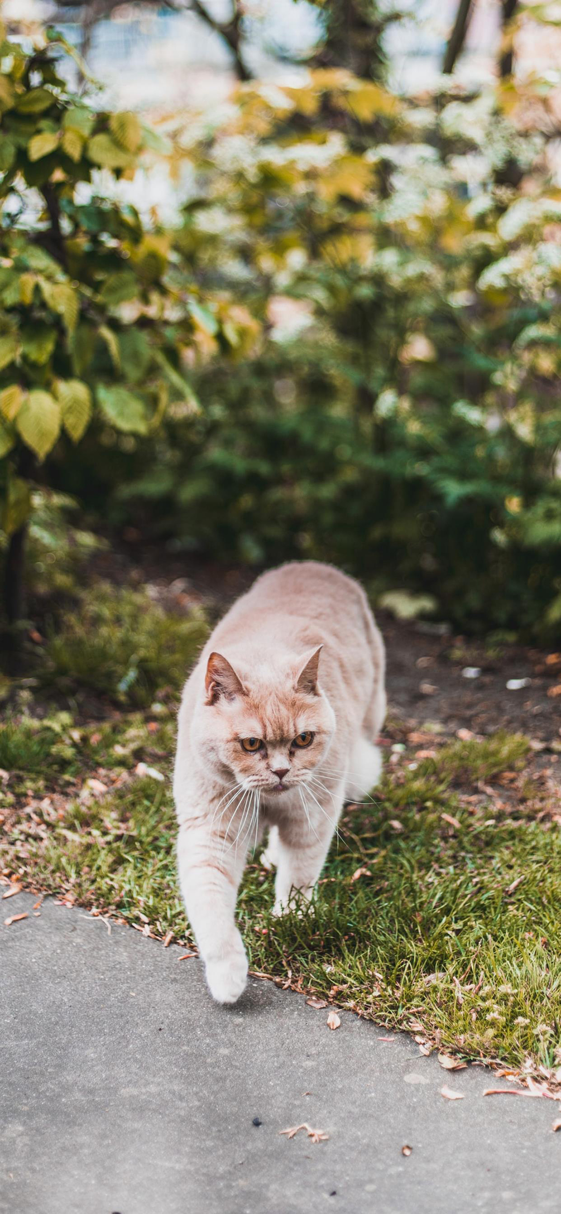 [2436×1125]猫咪 喵星人 宠物 草丛 苹果手机壁纸图片
