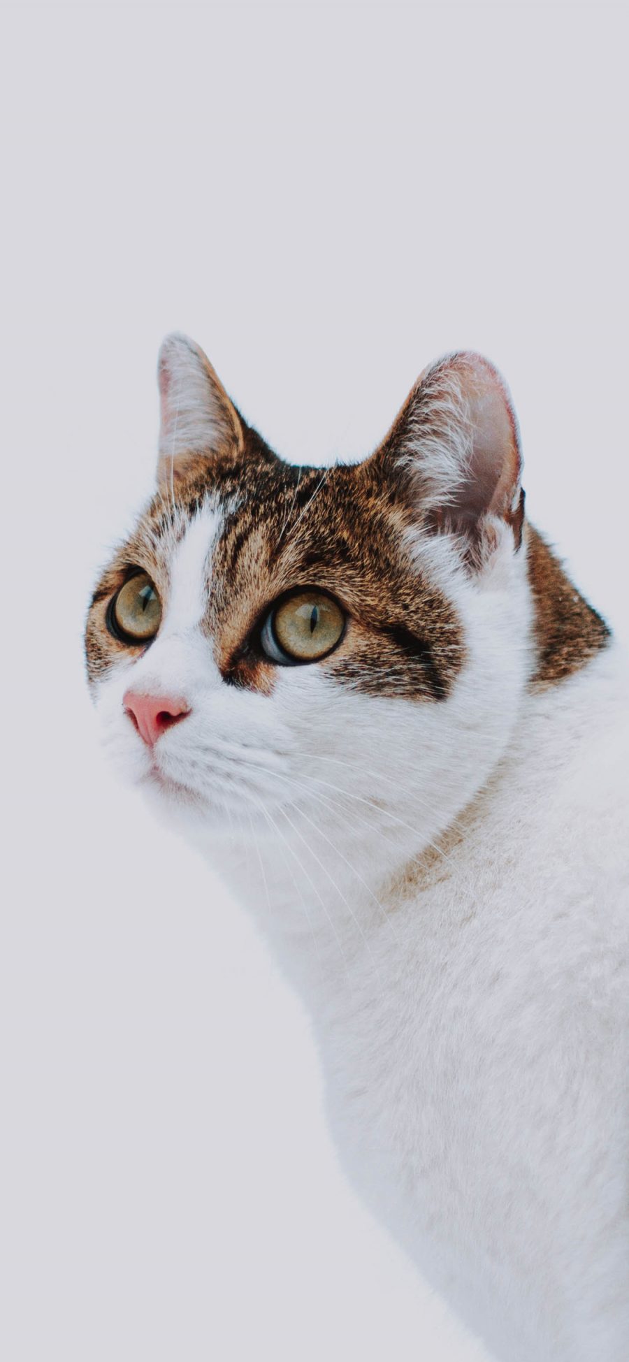 [2436×1125]猫咪 喵星人 宠物 萌 苹果手机壁纸图片