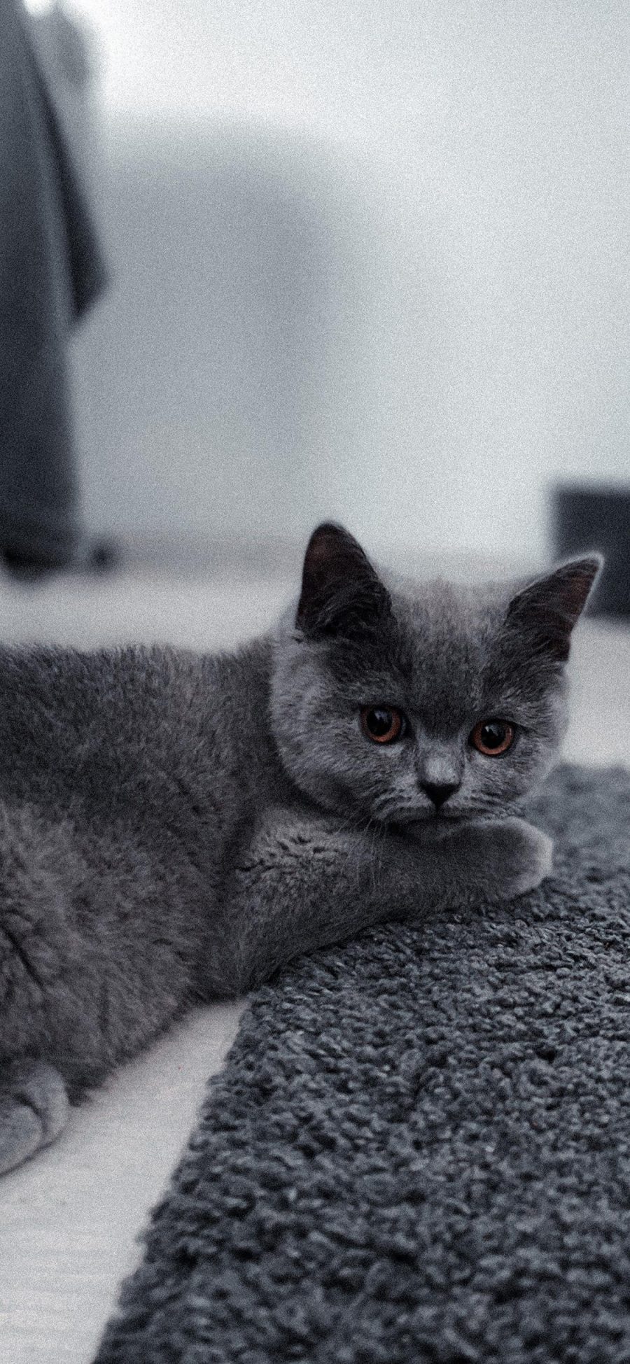 [2436×1125]猫咪 喵星人 宠物 萌 可爱 灰色 苹果手机壁纸图片