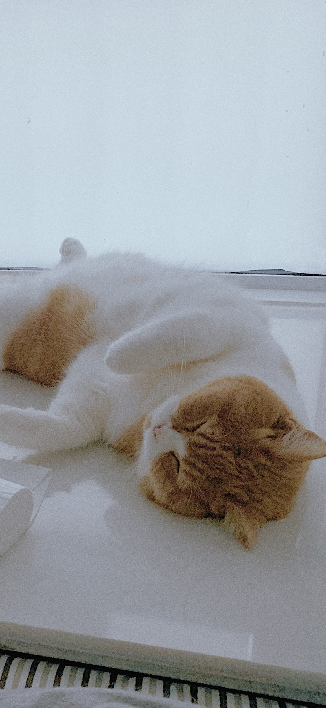 [2436×1125]猫咪 喵星人 宠物 萌 躺下 苹果手机壁纸图片