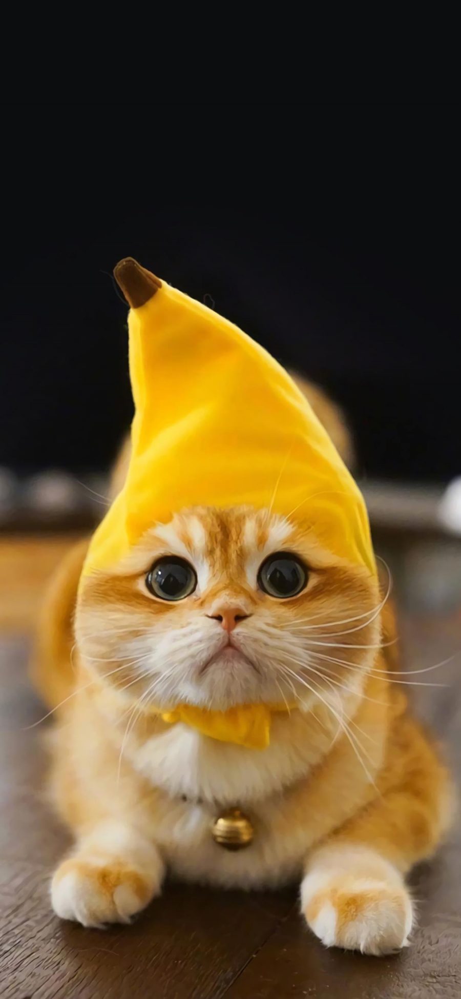 [2436×1125]猫咪 喵星人 宠物 萌 香蕉帽子 可爱 苹果手机壁纸图片