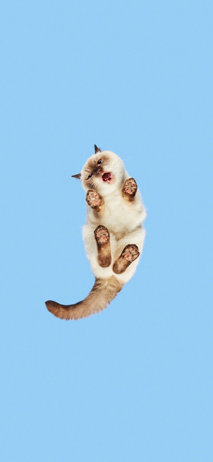 [2436×1125]猫咪 喵星人 宠物 蓝色 仰视 苹果手机壁纸图片