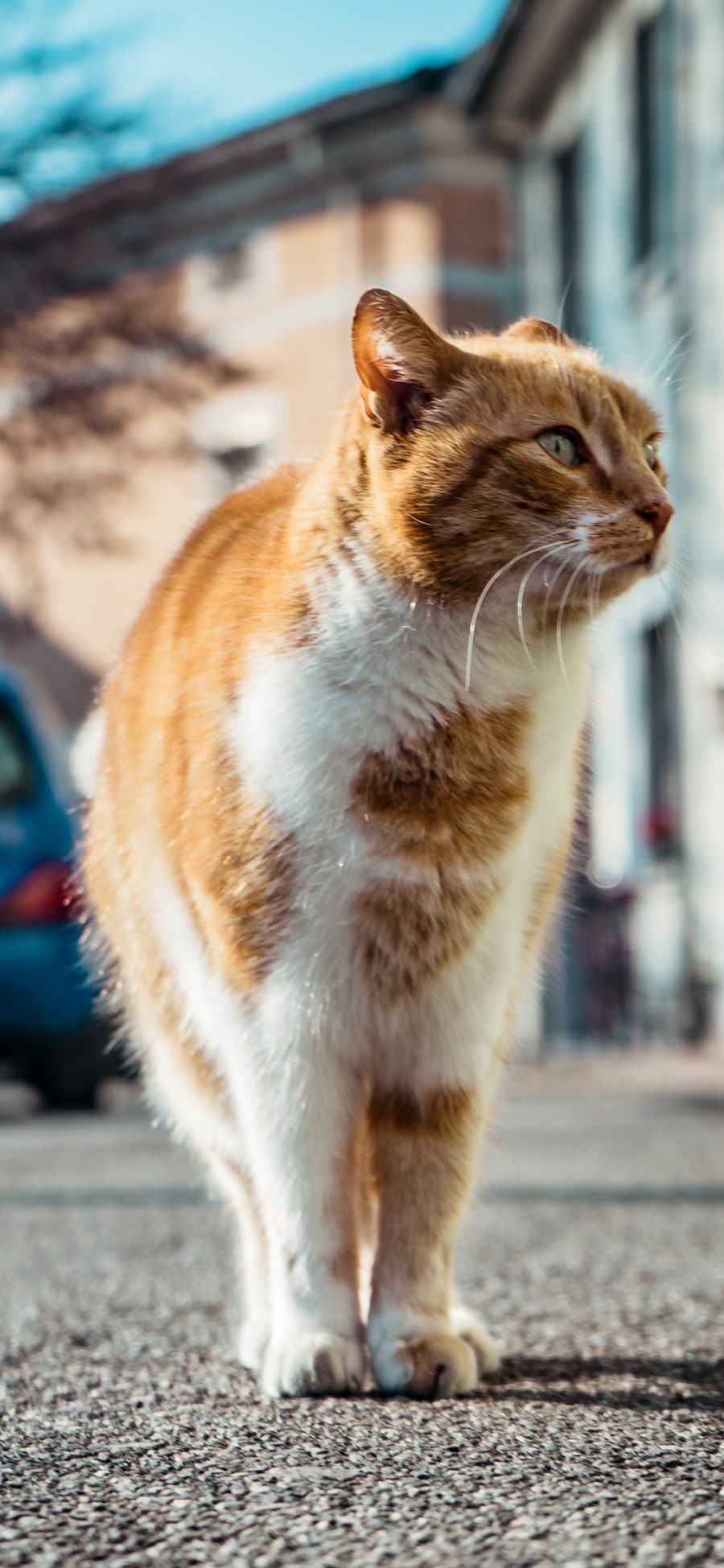 [2436×1125]猫咪 喵星人 宠物 街道 苹果手机壁纸图片