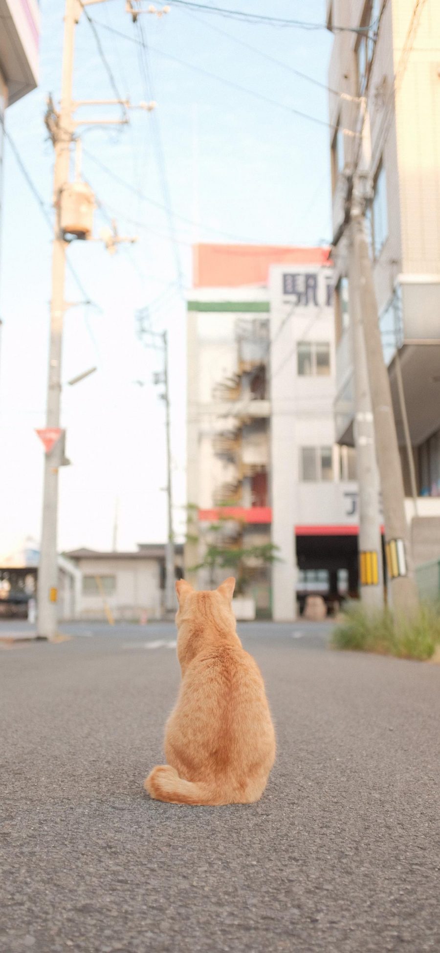 [2436×1125]猫咪 喵星人 宠物 街道 背影 苹果手机壁纸图片