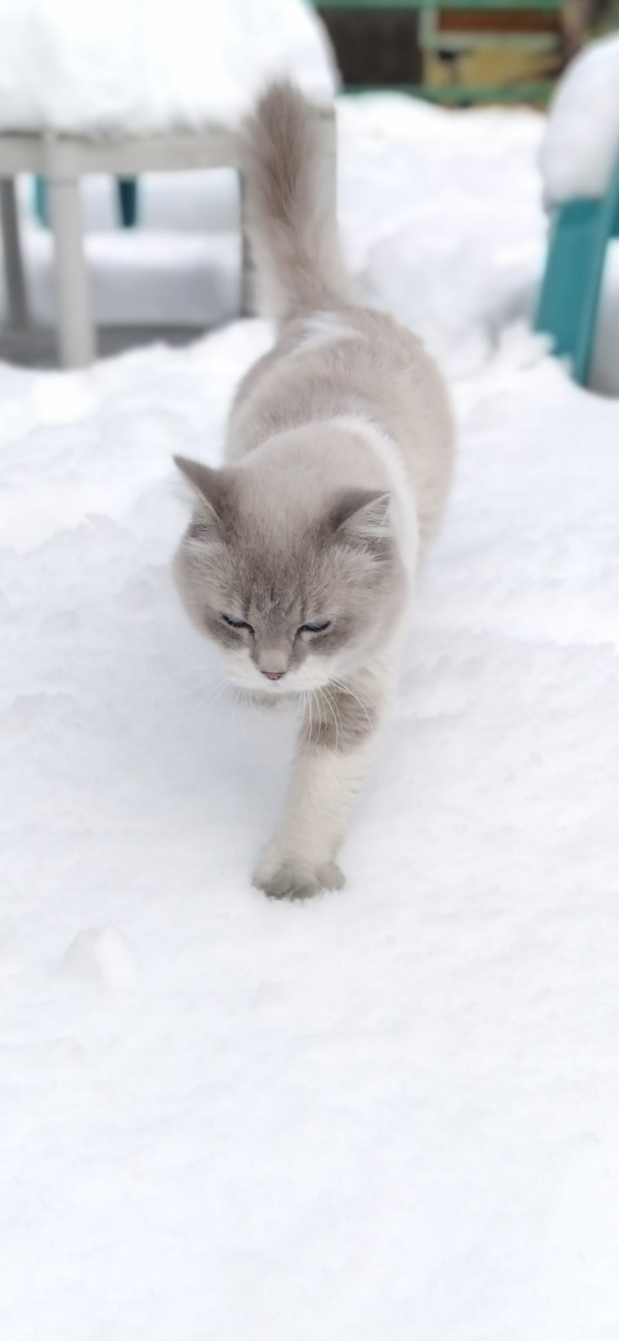 [2436×1125]猫咪 喵星人 宠物 雪地 苹果手机壁纸图片