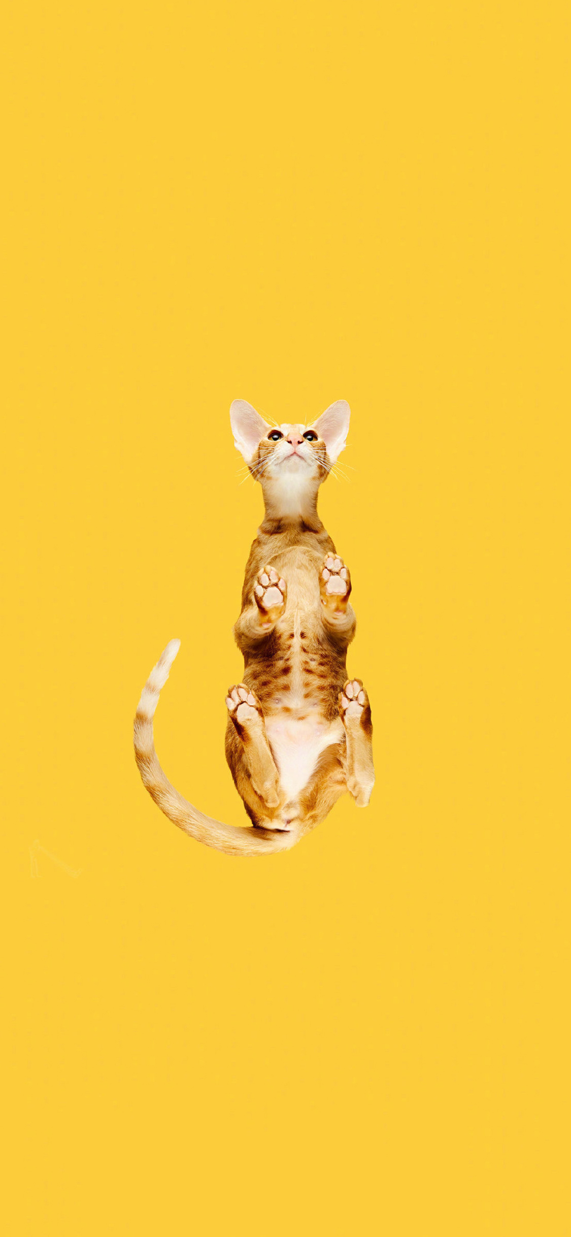 [2436×1125]猫咪 喵星人 宠物 黄色 仰视 苹果手机壁纸图片