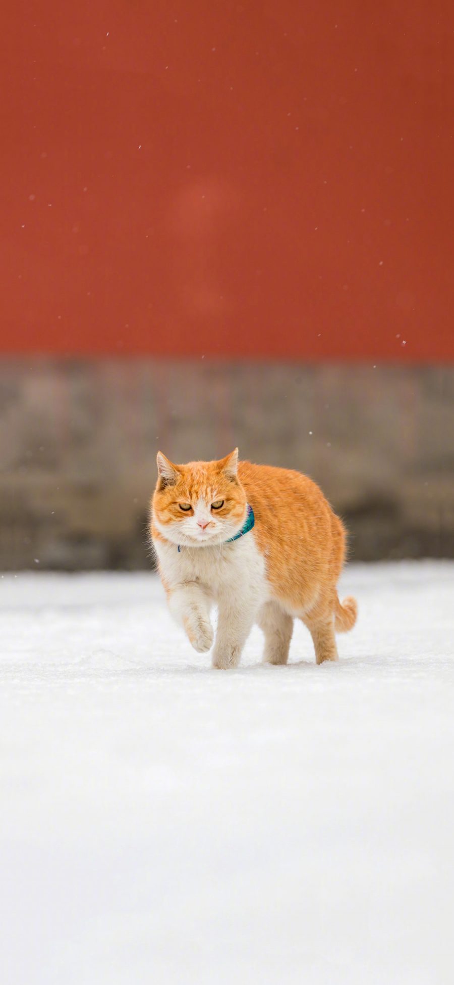 [2436×1125]猫咪 喵星人 故宫 雪地 行走 苹果手机壁纸图片