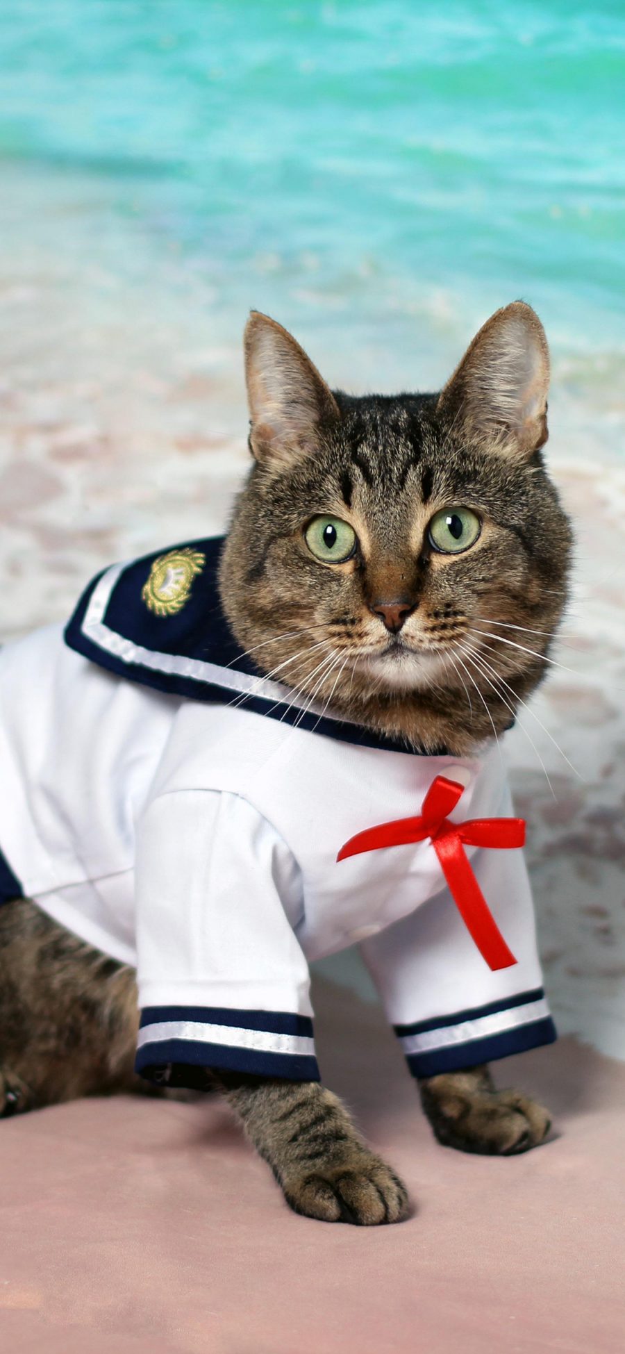 [2436×1125]猫咪 喵星人 水手服 可爱 萌 宠物 苹果手机壁纸图片