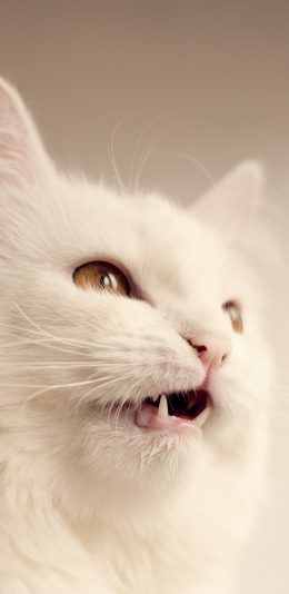 [2436x1125]猫咪 喵星人 白猫 可爱 宠物 苹果手机壁纸图片