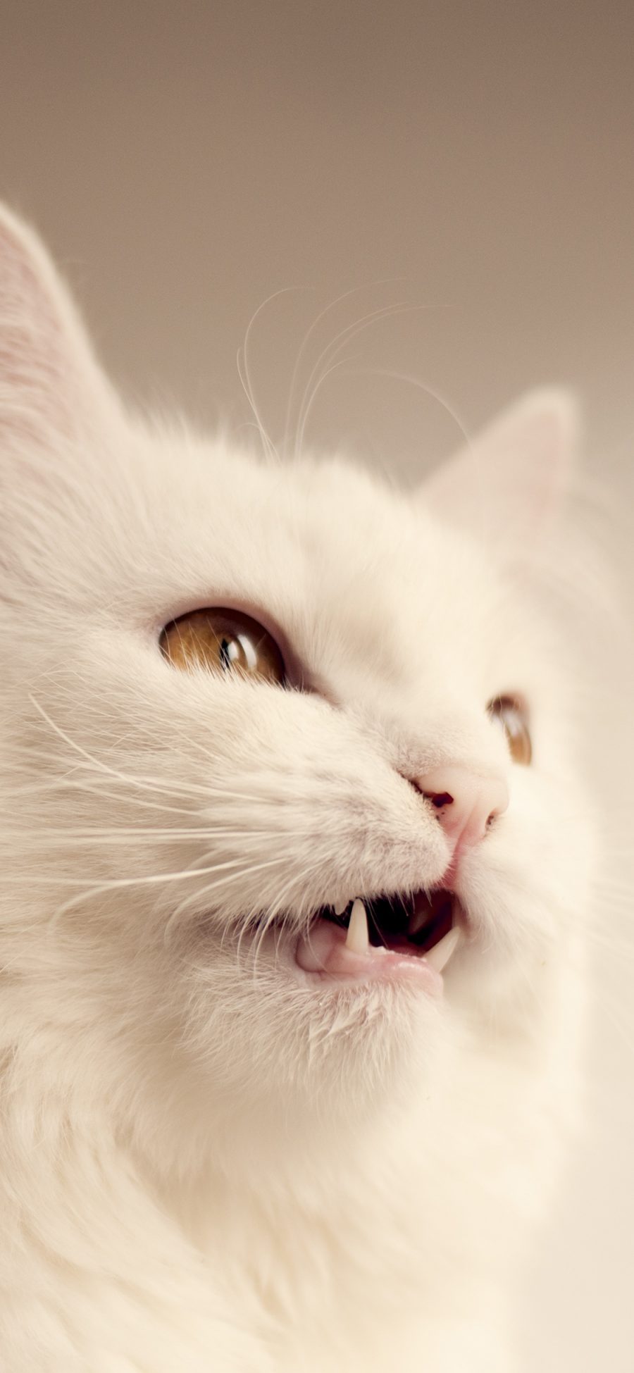 [2436×1125]猫咪 喵星人 白猫 可爱 宠物 苹果手机壁纸图片