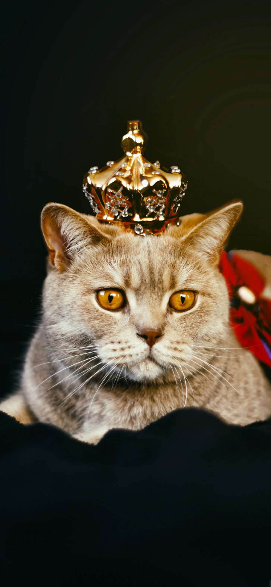 [2436×1125]猫咪 喵星人 皇冠 宠物 萌 苹果手机壁纸图片
