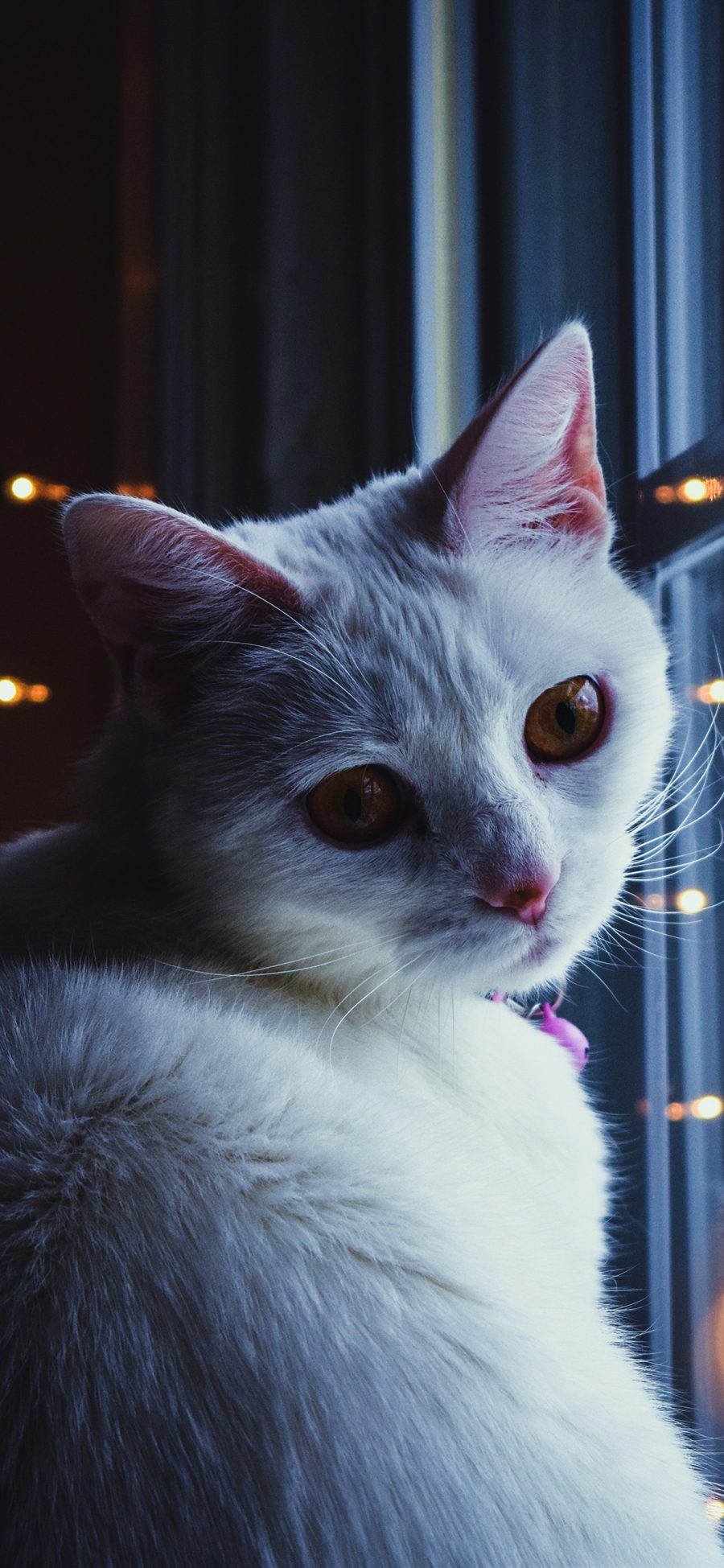 [2436×1125]猫咪 喵星人 窗边 萌 宠物 苹果手机壁纸图片