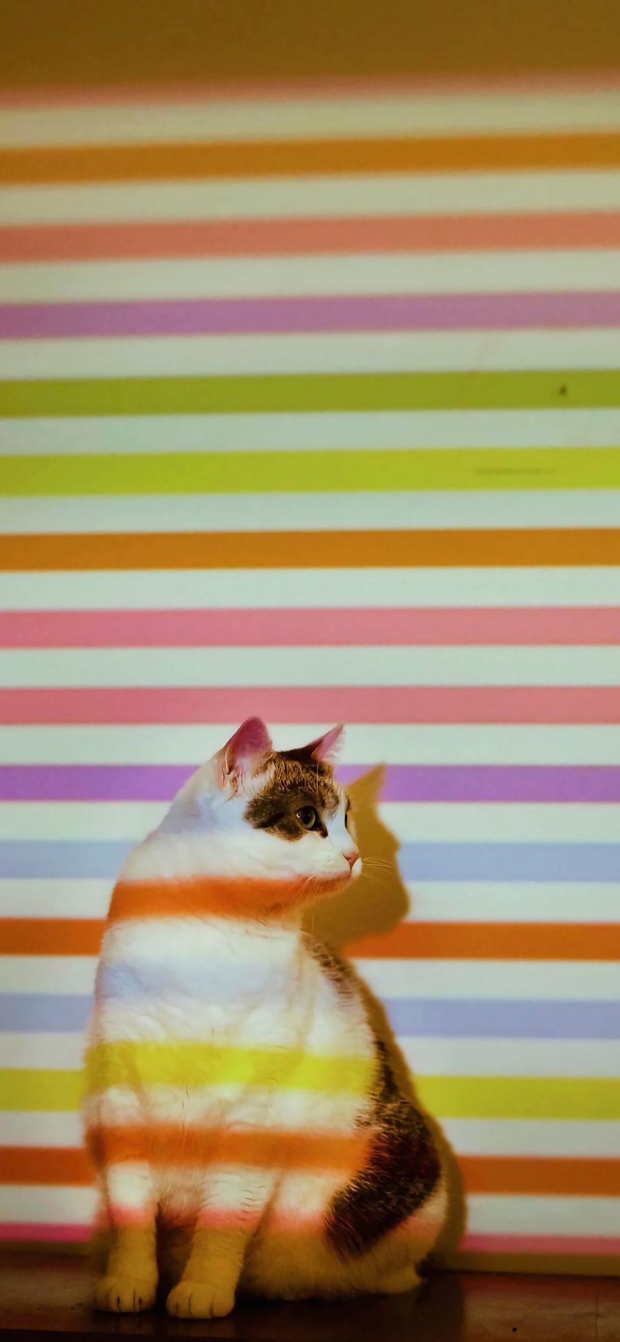 [2436×1125]猫咪 喵星人 色彩 条纹 宠物 苹果手机壁纸图片