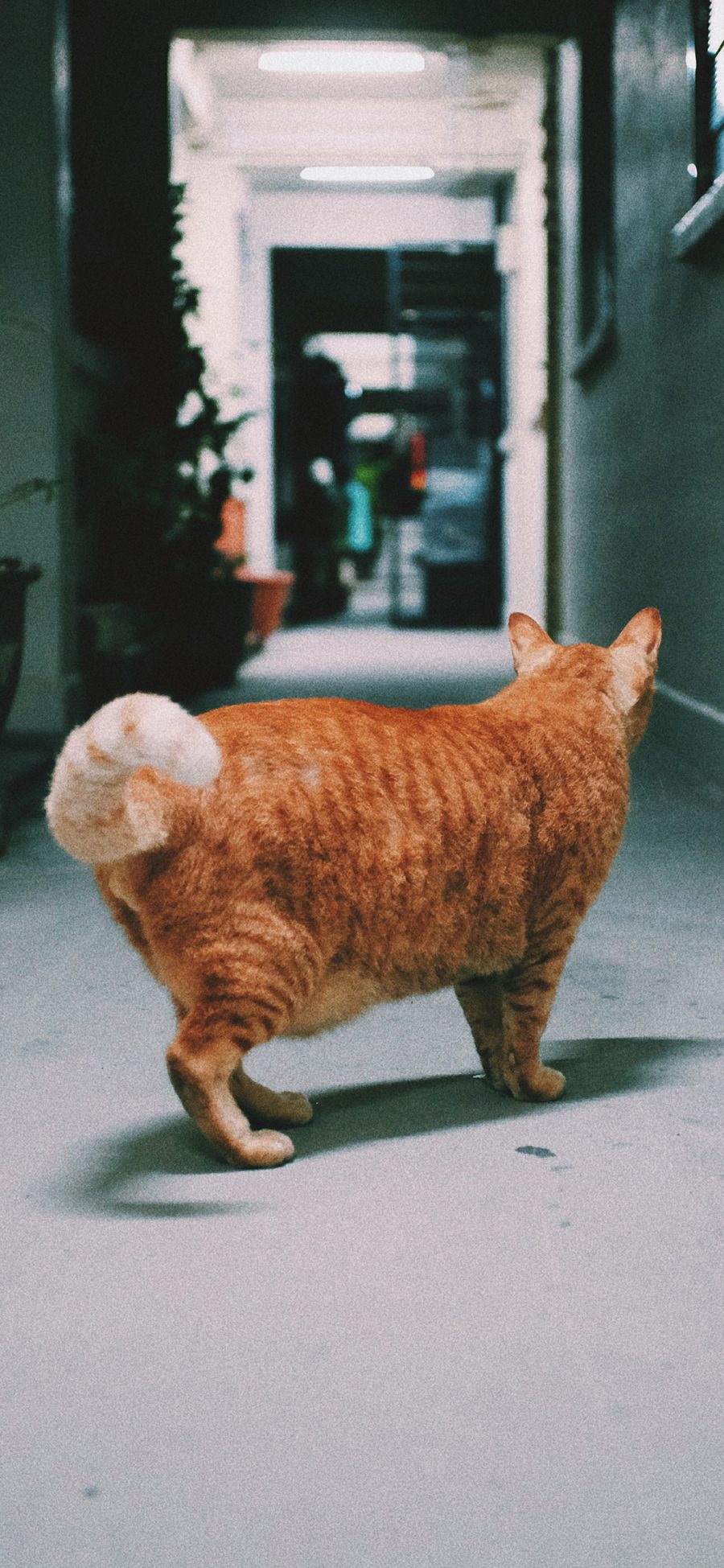 [2436×1125]猫咪 喵星人 走廊 楼道 宠物 苹果手机壁纸图片