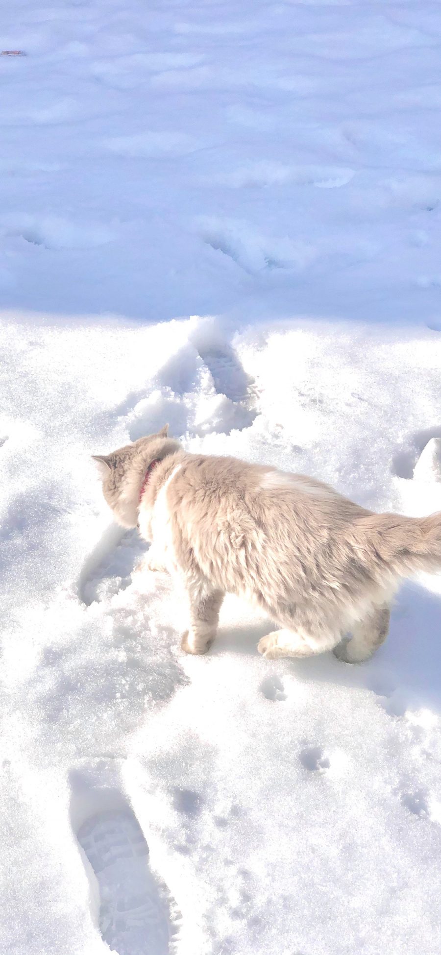 [2436×1125]猫咪 喵星人 雪地 宠物 白色 苹果手机壁纸图片