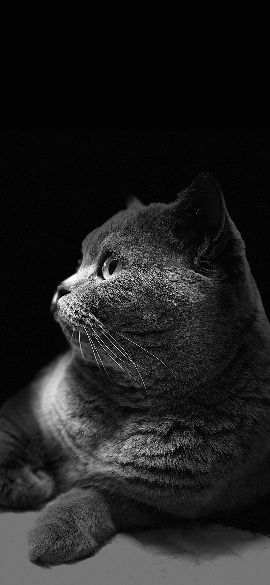 [2436×1125]猫咪 喵星人 黑猫 黑灰 宠物 可爱 萌 苹果手机壁纸图片
