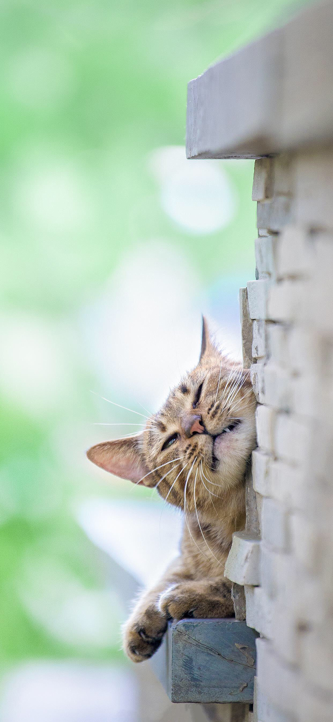 [2436×1125]猫咪 墙壁 花猫 墙角 苹果手机壁纸图片