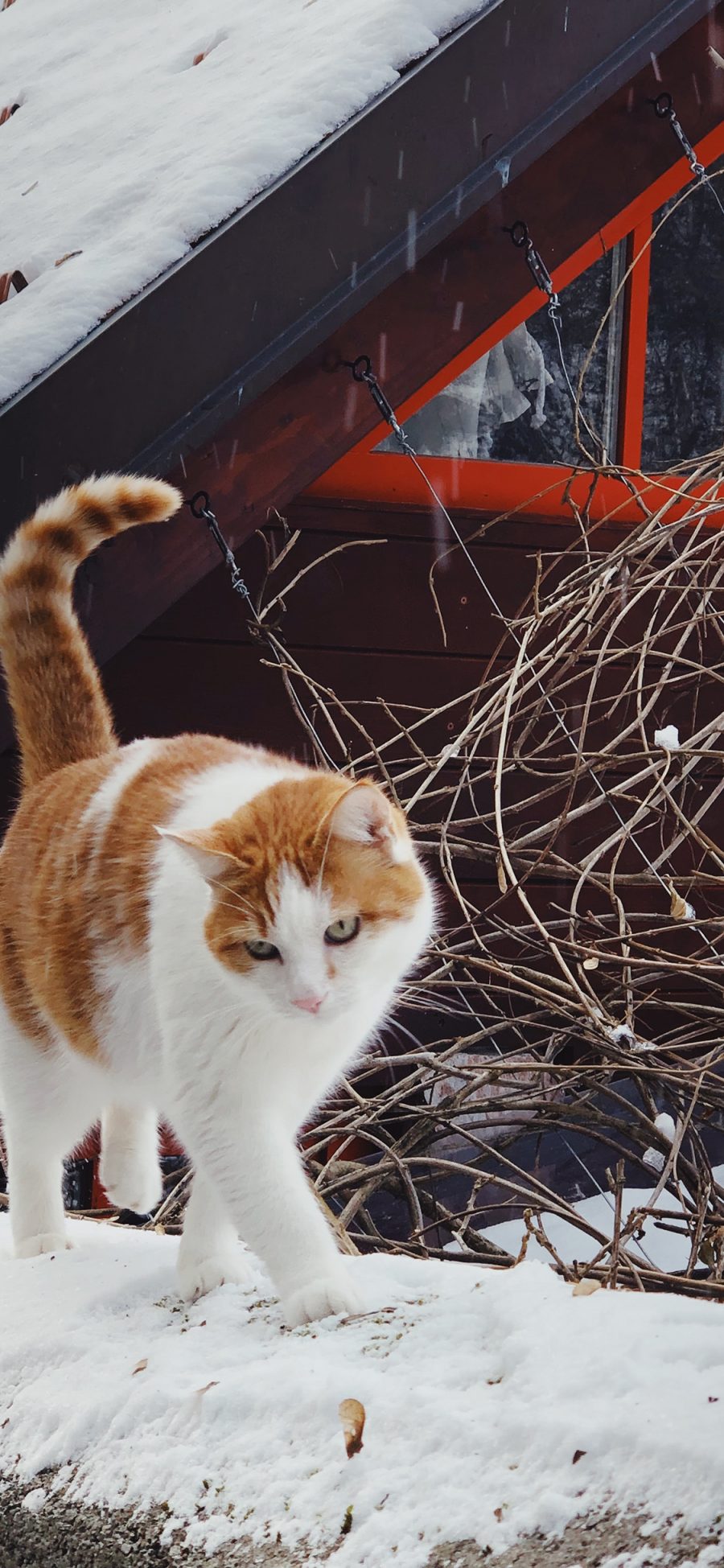 [2436×1125]猫咪 墙头 雪地 户外 橘猫 苹果手机壁纸图片