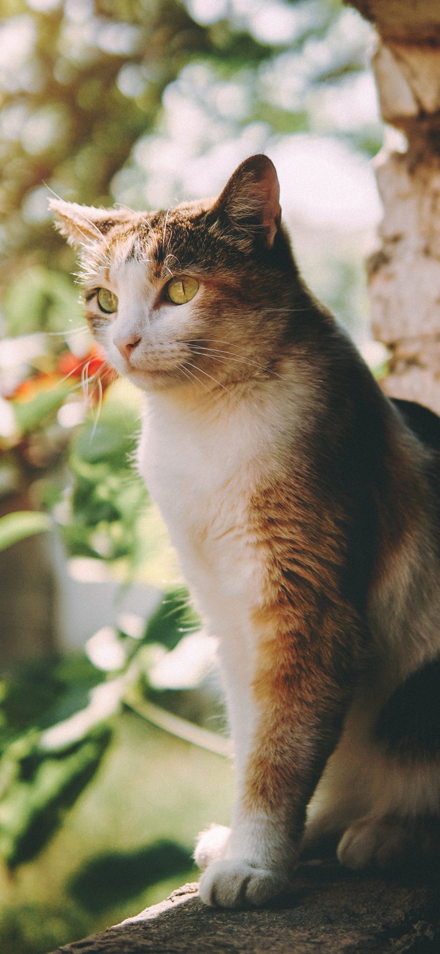 [2436×1125]猫咪 墙角 宠物 橘猫 苹果手机壁纸图片