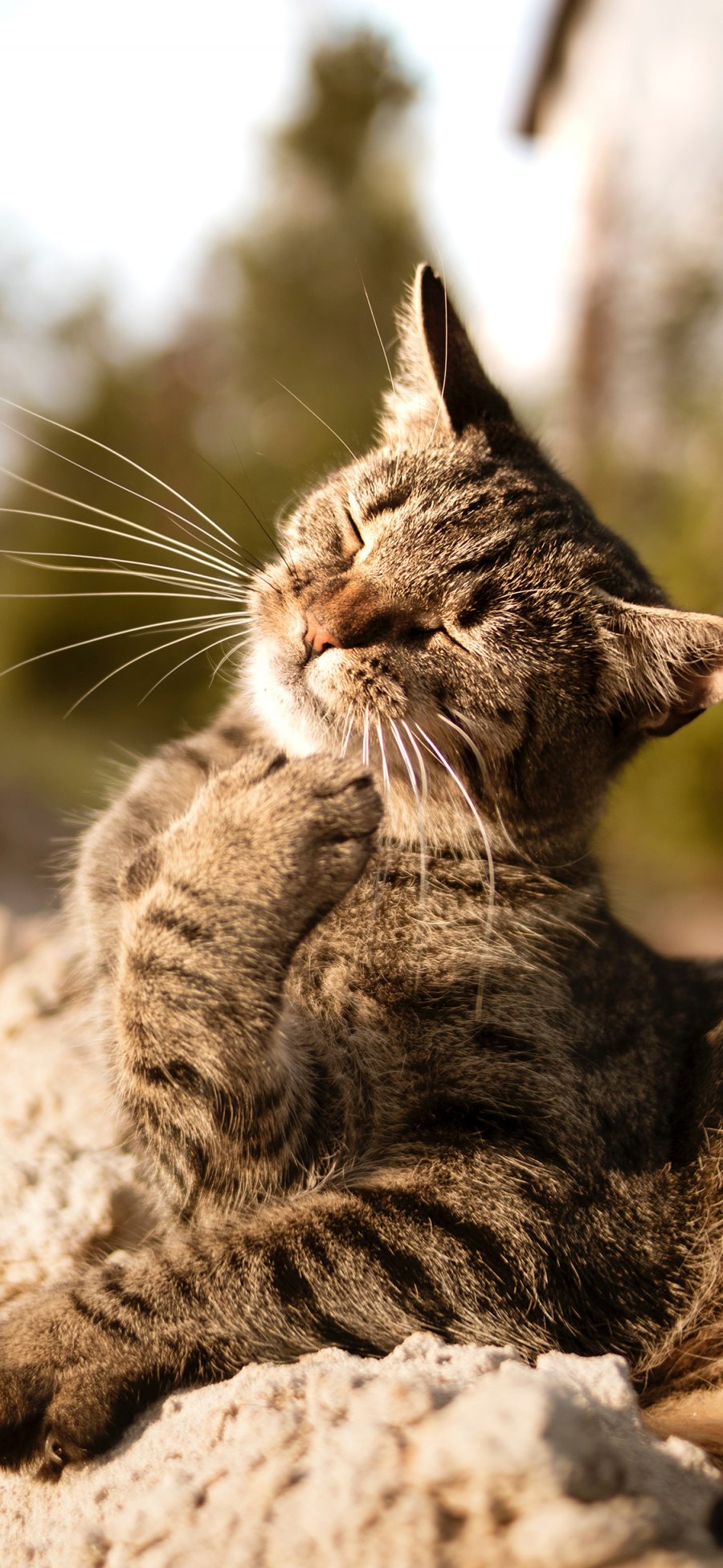 [2436×1125]猫咪 妖娆 宠物 灰猫 苹果手机壁纸图片