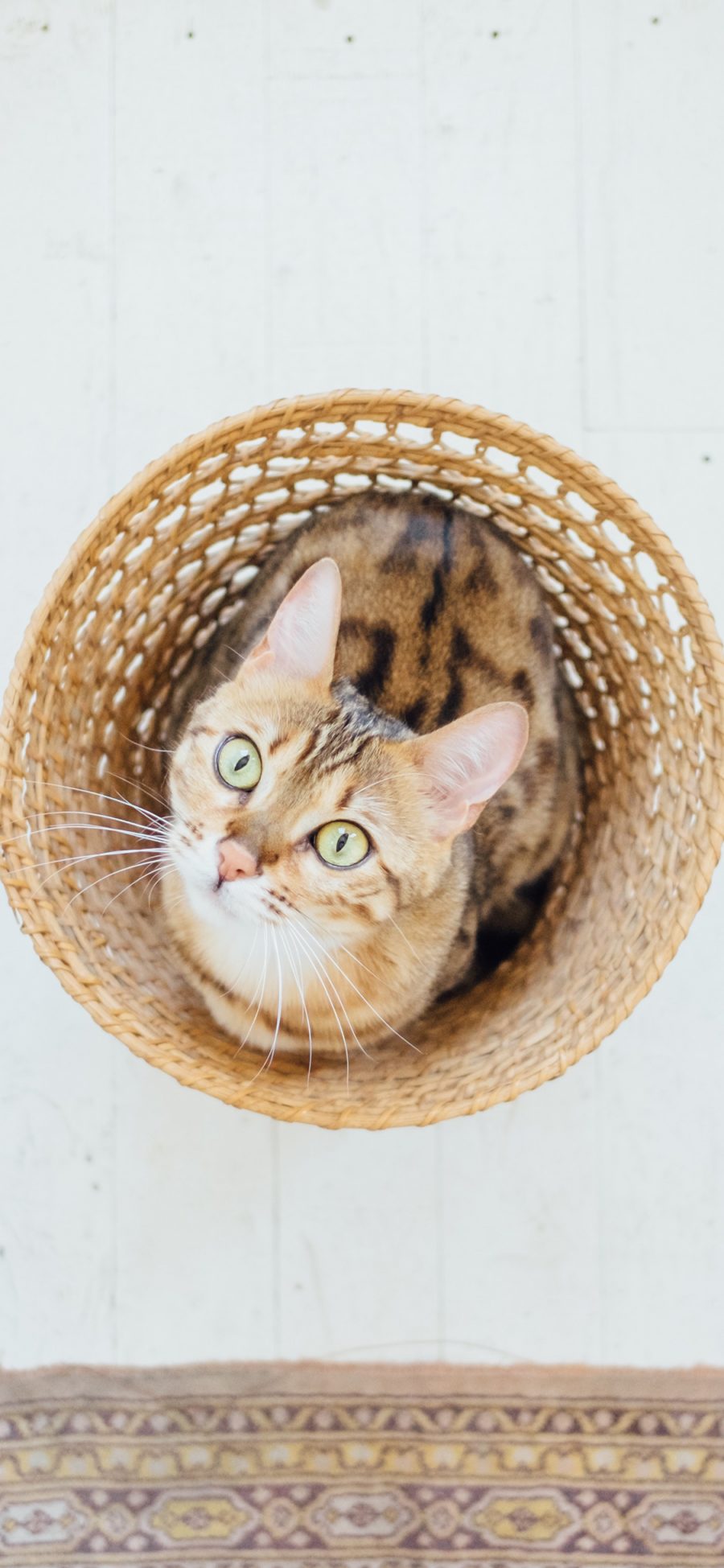 [2436×1125]猫咪 宠物  竹筐 仰头 苹果手机壁纸图片