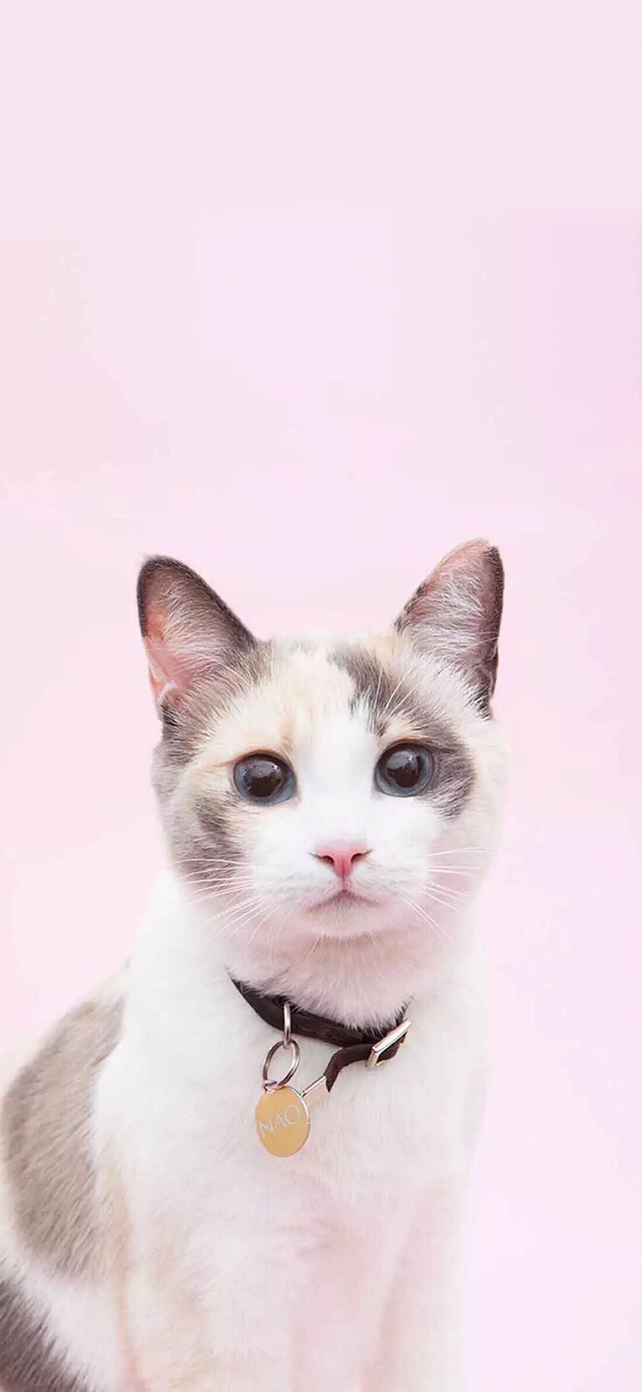 [2436×1125]猫咪 宠物 乖巧 颈链 苹果手机壁纸图片