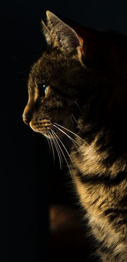 [2436x1125]猫咪 宠物 侧身 光线 苹果手机壁纸图片