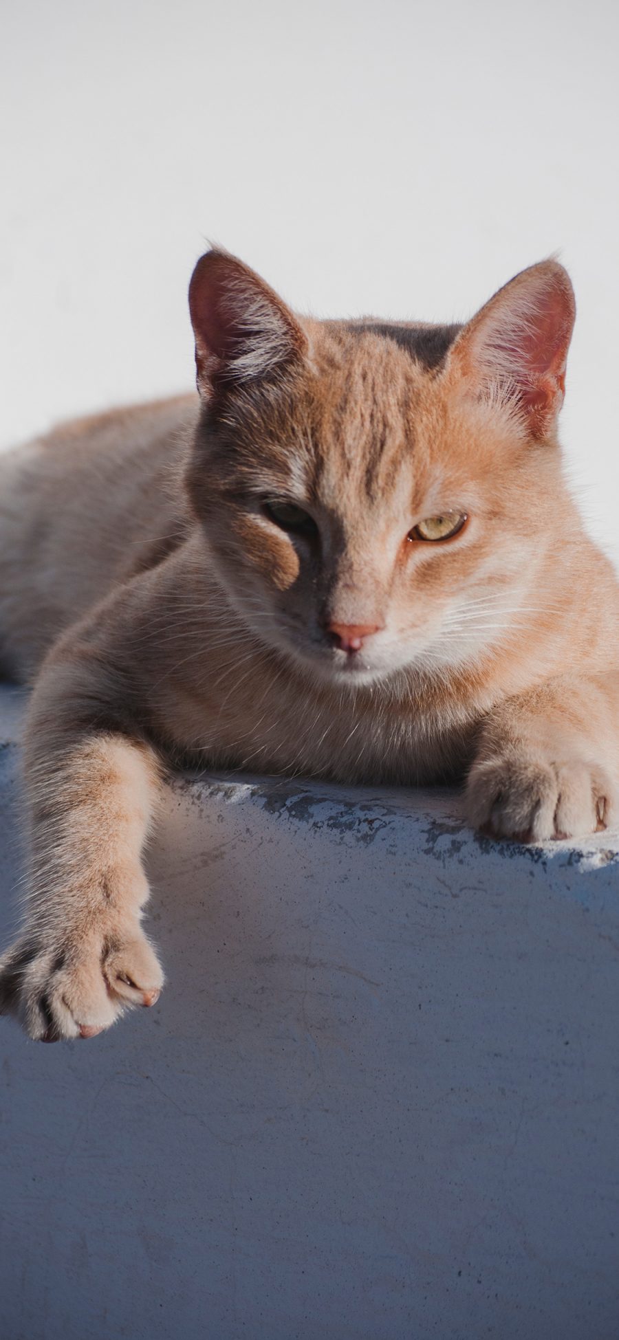 [2436×1125]猫咪 宠物 凶狠 橘猫 苹果手机壁纸图片