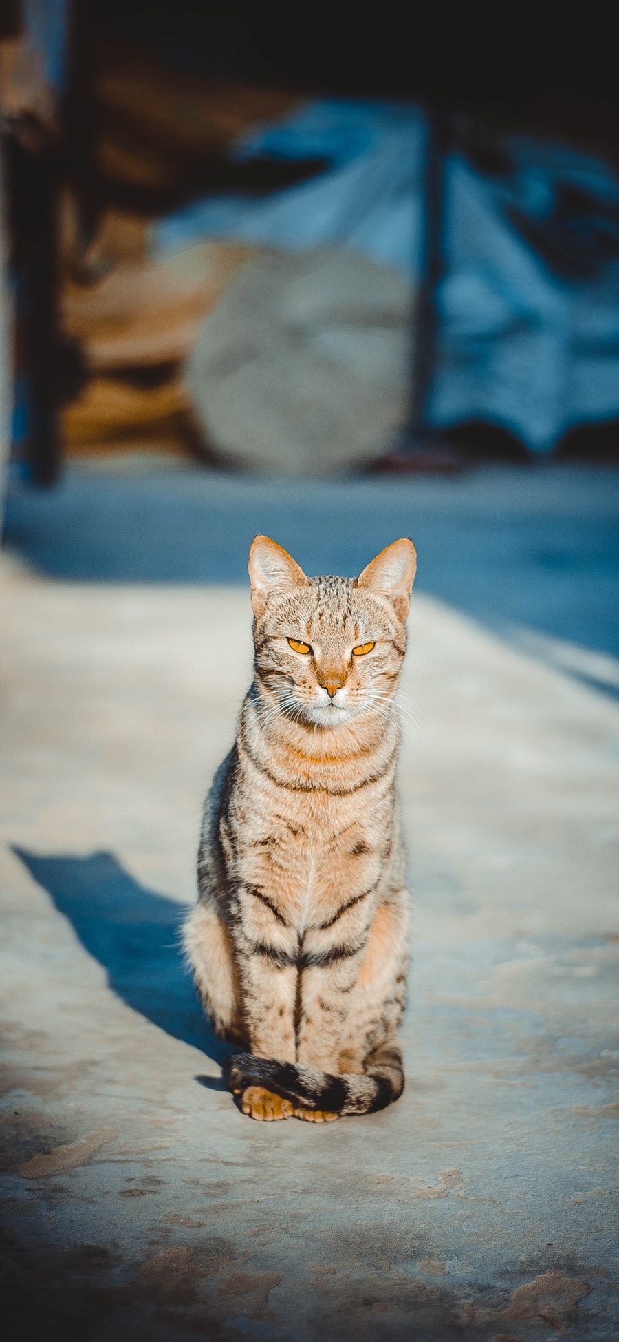 [2436×1125]猫咪 宠物 凶狠 眼神 苹果手机壁纸图片