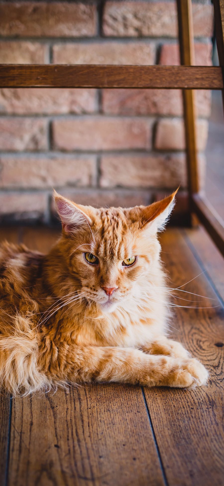 [2436×1125]猫咪 宠物 凶狠 虎猫 苹果手机壁纸图片