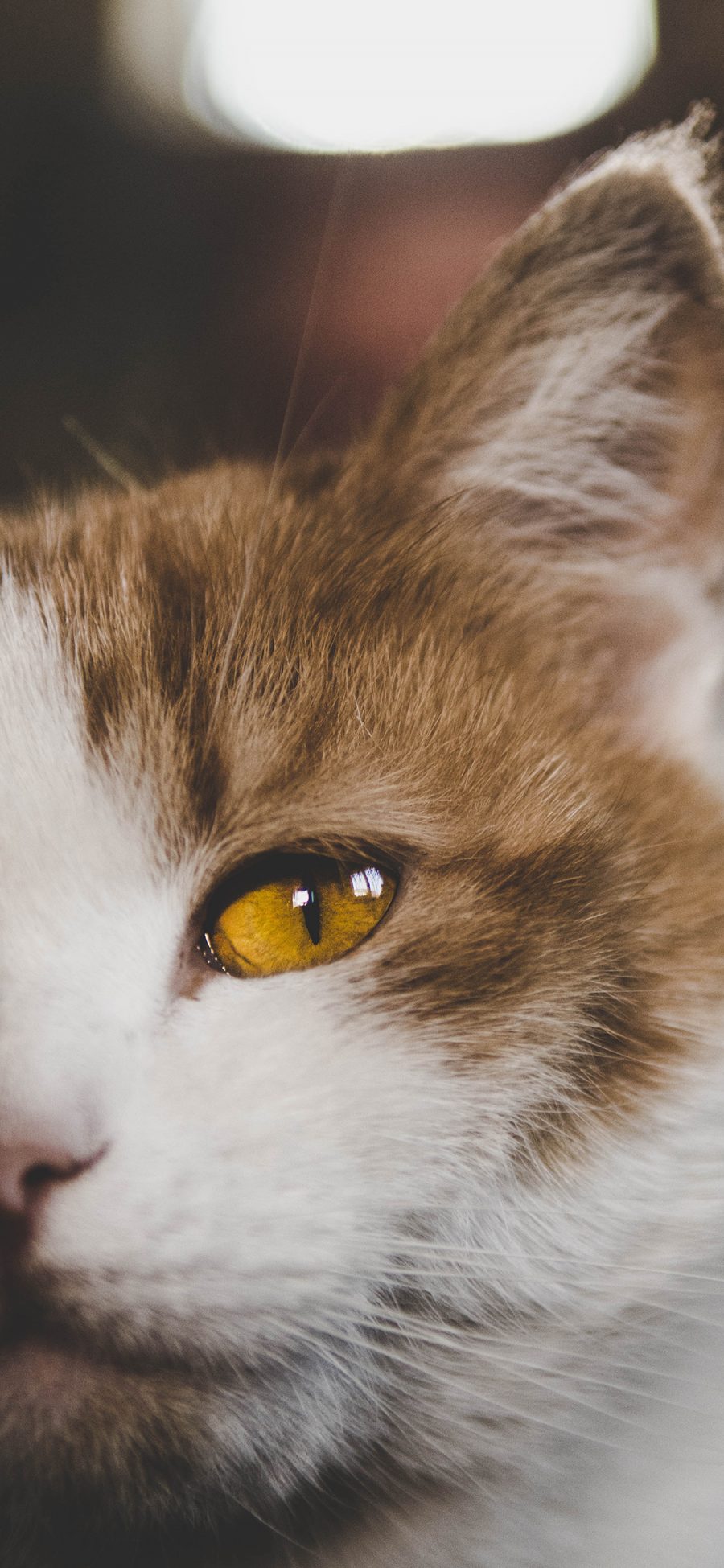[2436×1125]猫咪 宠物 半脸 橘猫 苹果手机壁纸图片