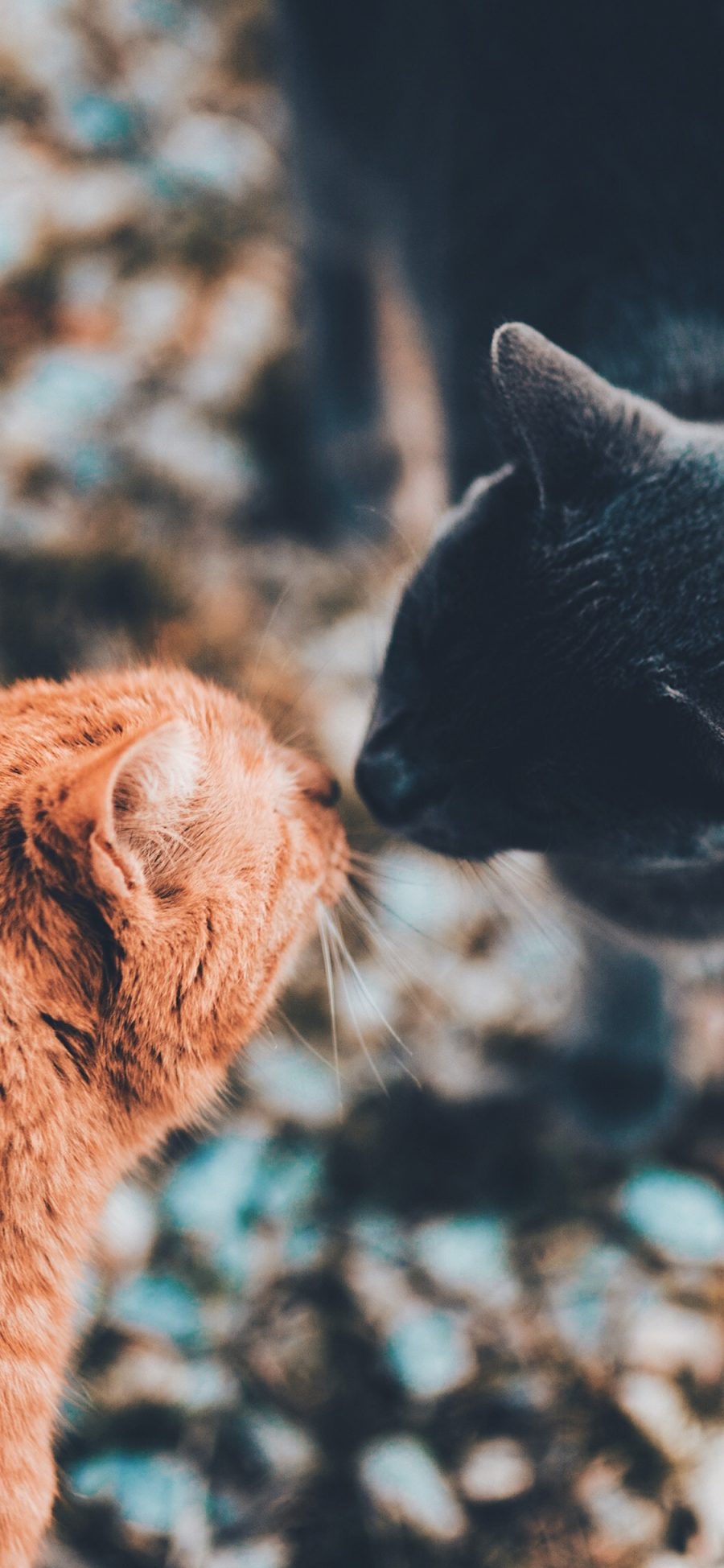 [2436×1125]猫咪 宠物 可爱 亲吻 苹果手机壁纸图片