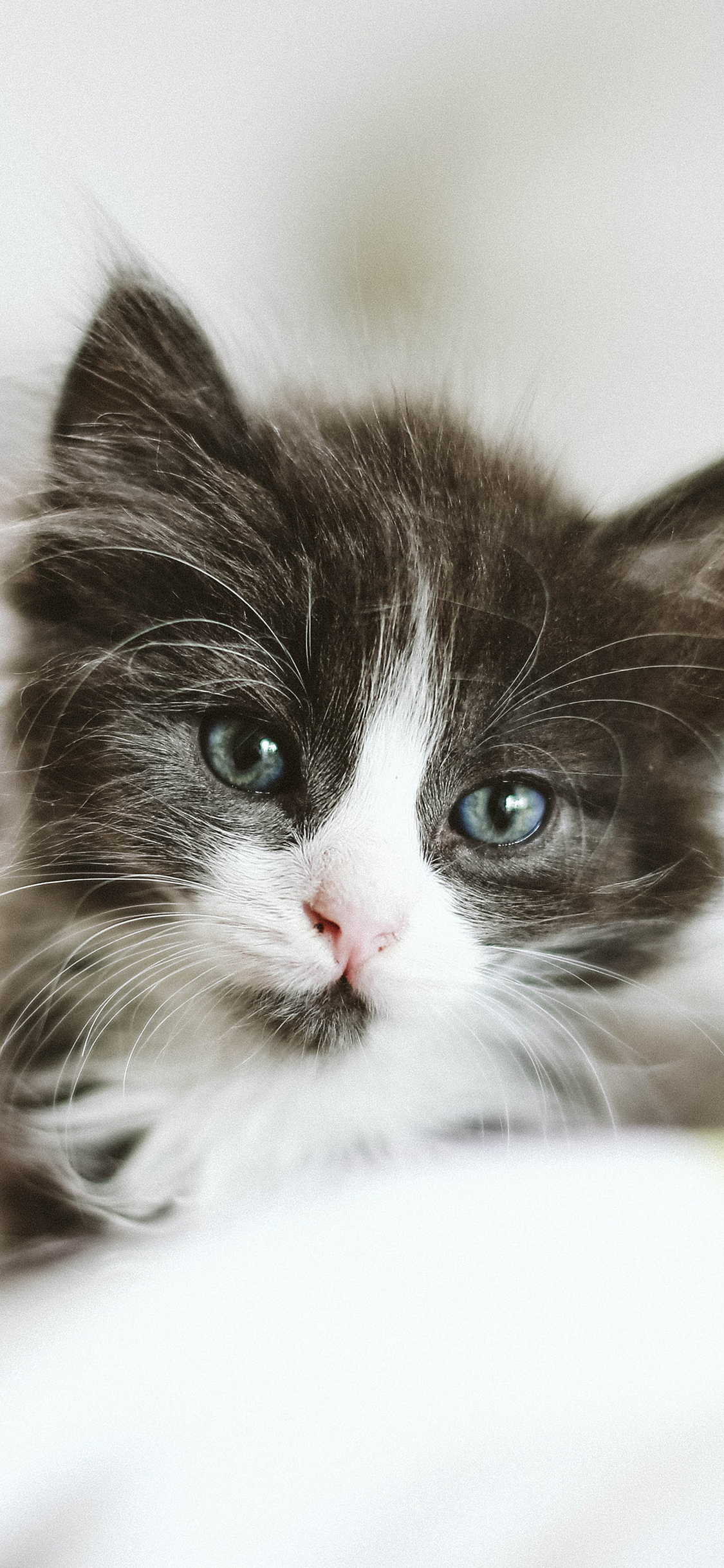 [2436×1125]猫咪 宠物 可爱 小猫 苹果手机壁纸图片