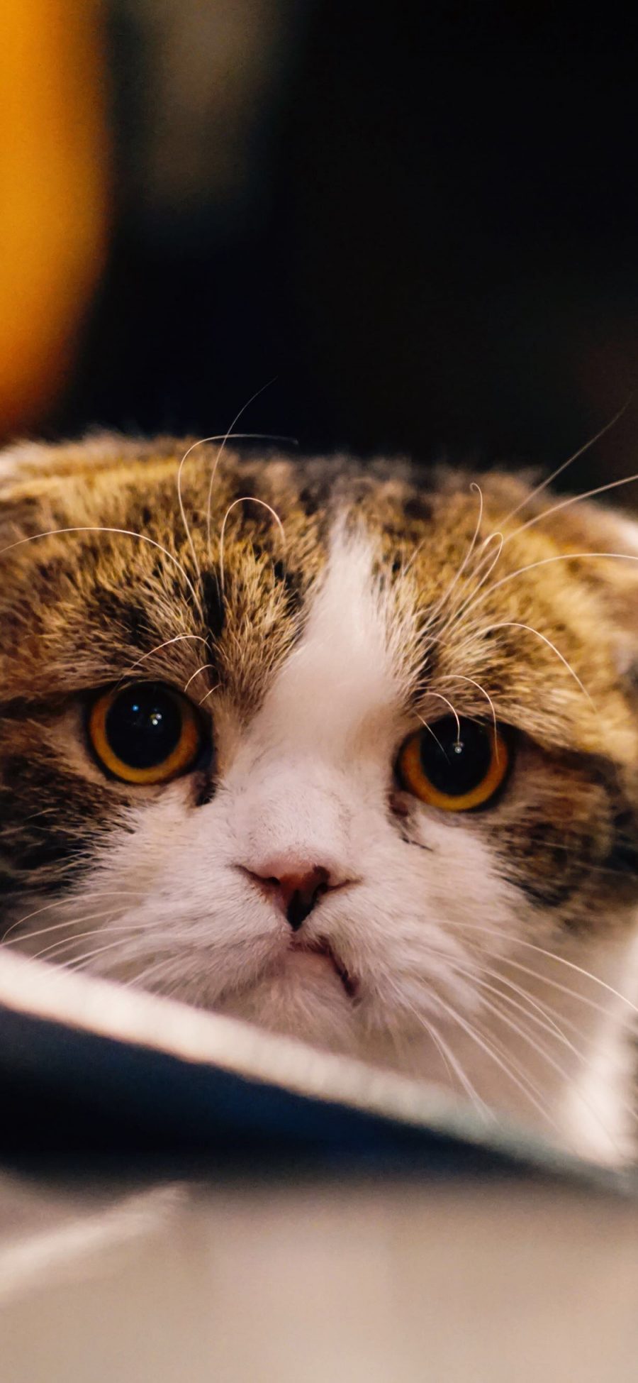 [2436×1125]猫咪 宠物 可爱 折耳猫 苹果手机壁纸图片